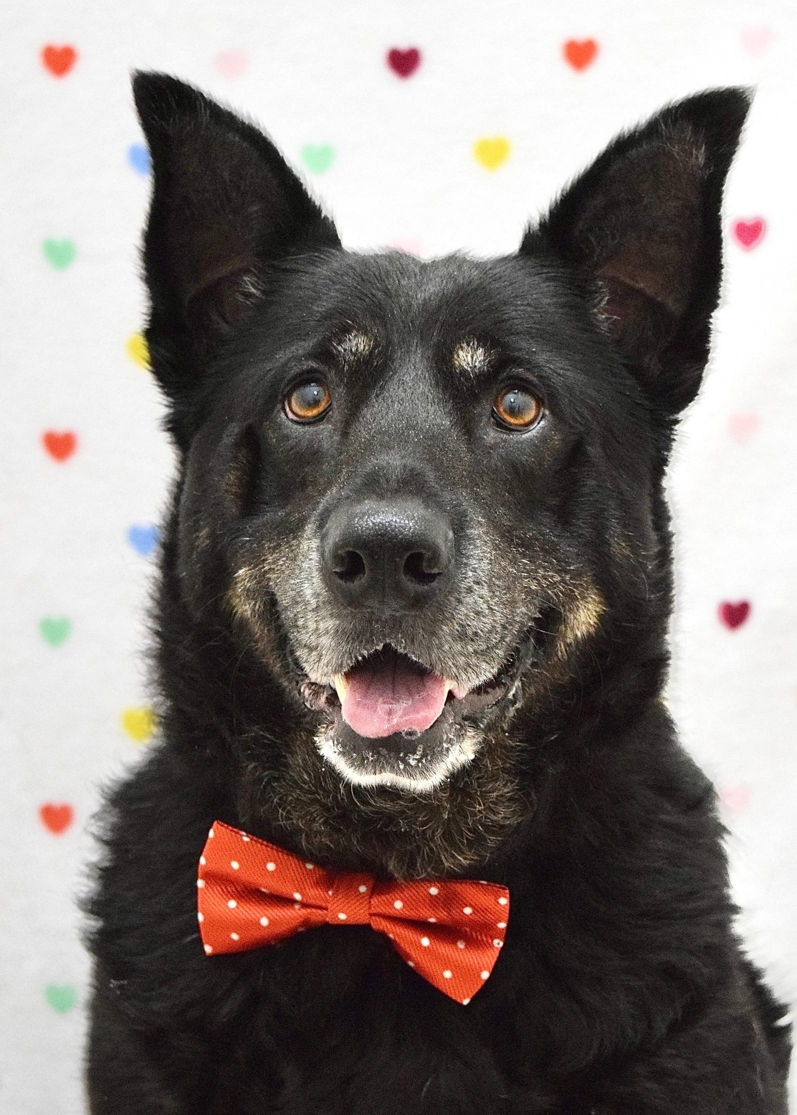 Boca, ADOPTABLE, Senior Male German Shepherd Dog.