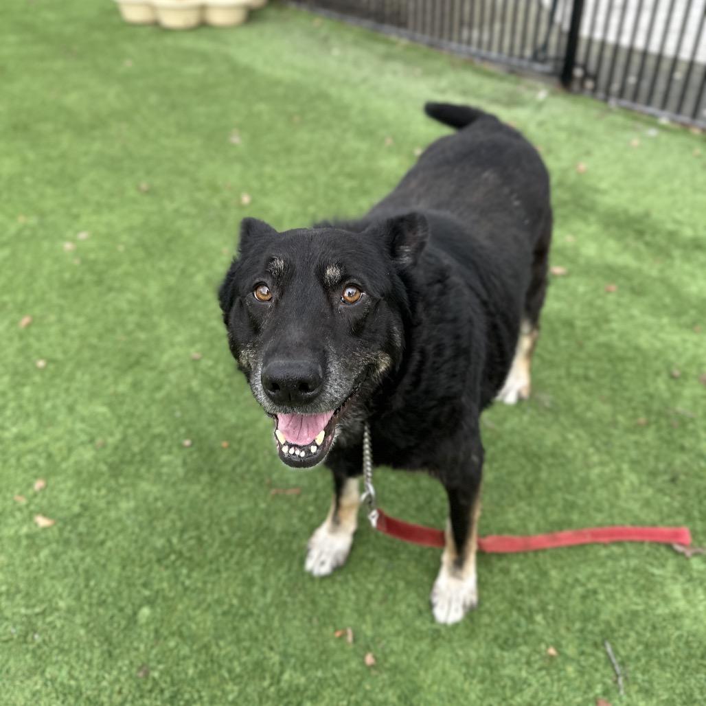 Enlarge Boca, a ADOPTABLE German Shepherd Dog in Dublin, CA image 4/6