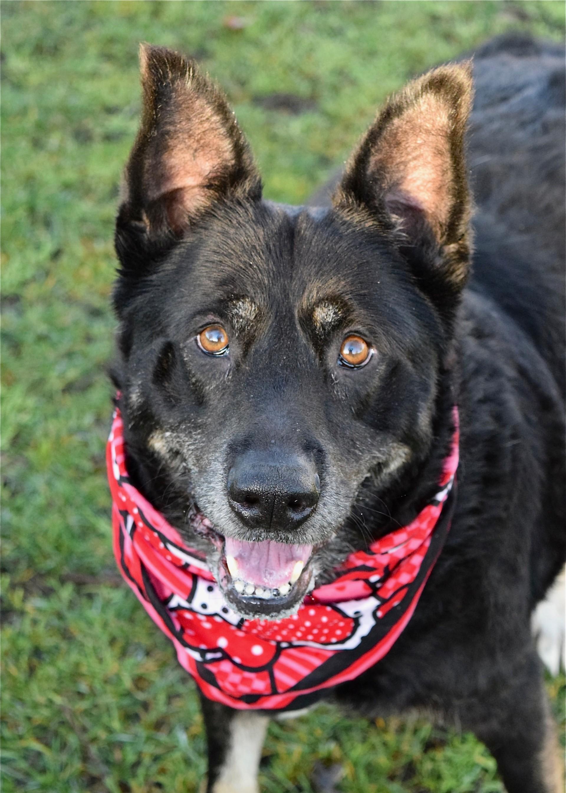 Enlarge Boca, a ADOPTABLE German Shepherd Dog in Dublin, CA image 3/6