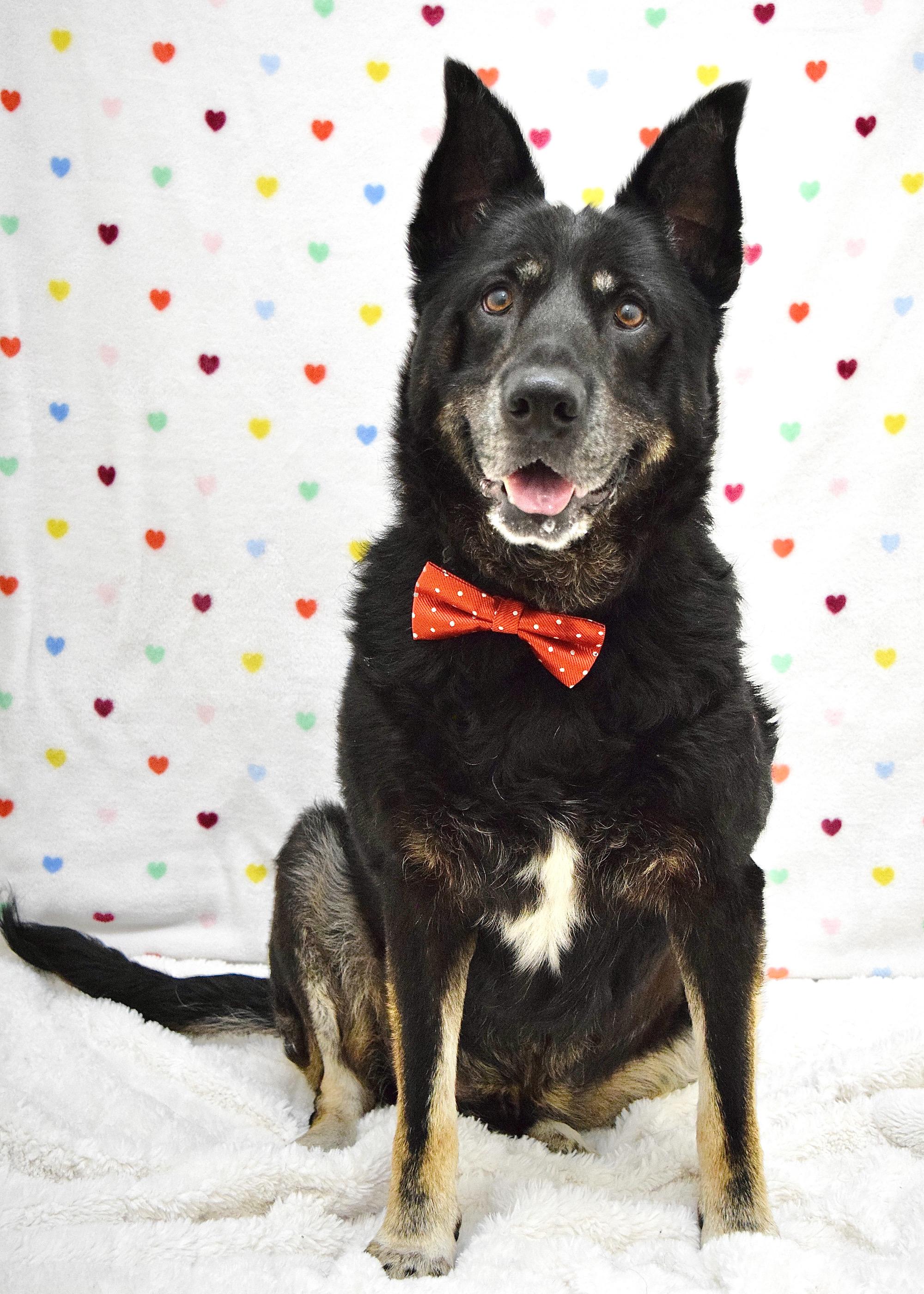 Enlarge Boca, a ADOPTABLE German Shepherd Dog in Dublin, CA image 2/6