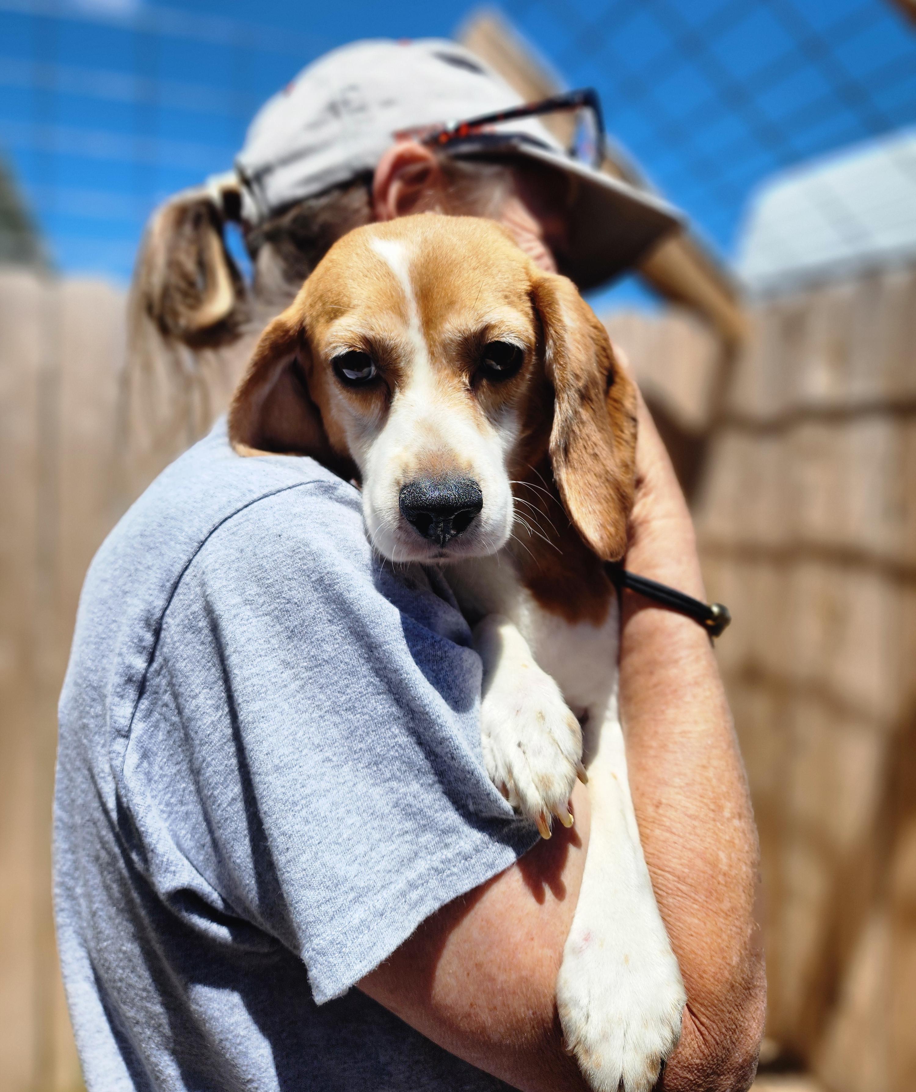 Sparrow, an adoptable Beagle in Hartville, WY, 82215 | Photo Image 2