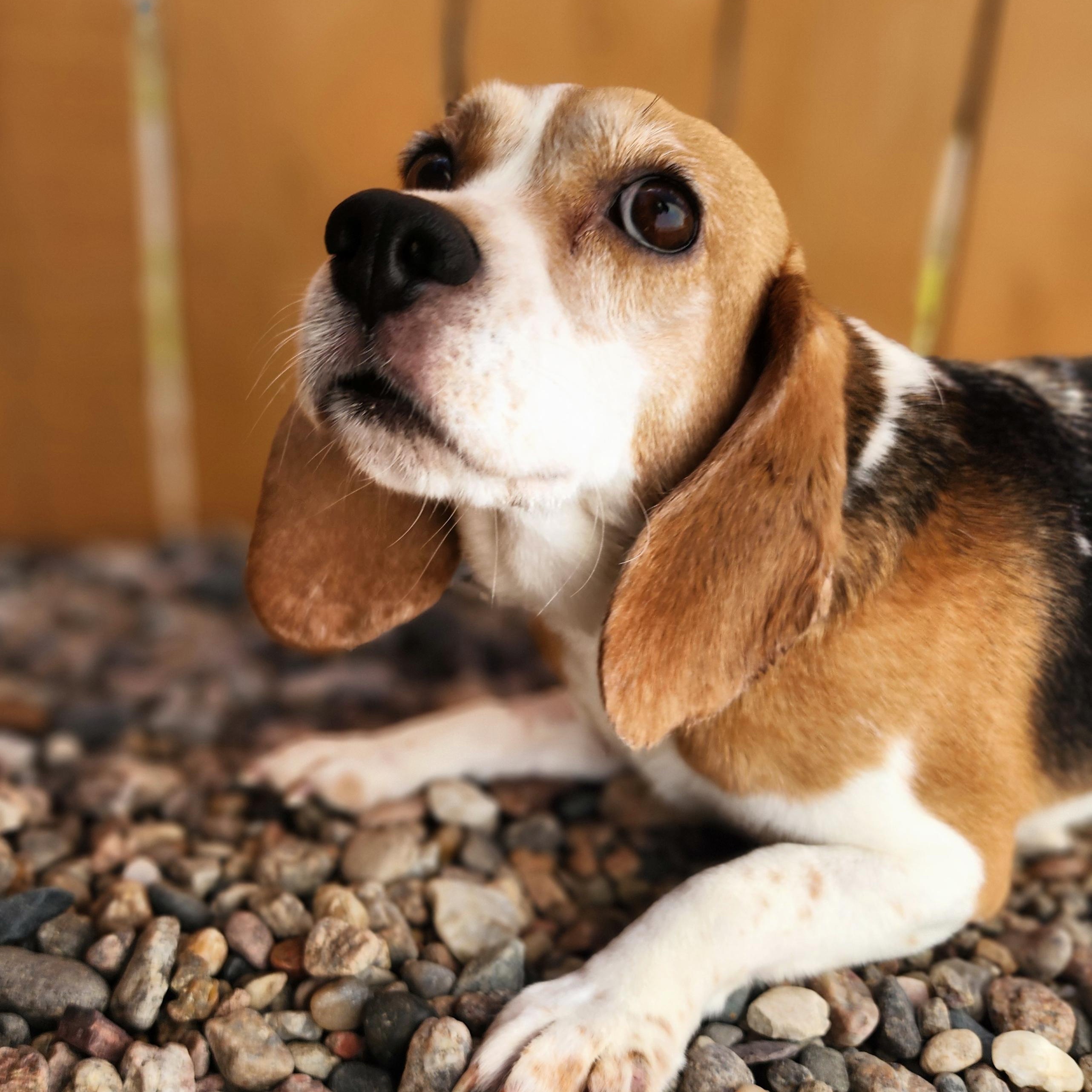 Sparrow, an adoptable Beagle in Hartville, WY, 82215 | Photo Image 3