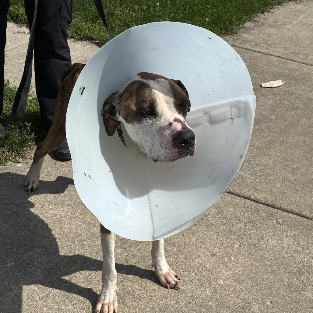 Bobby, Adoptable, Adult Male Pit Bull Terrier.