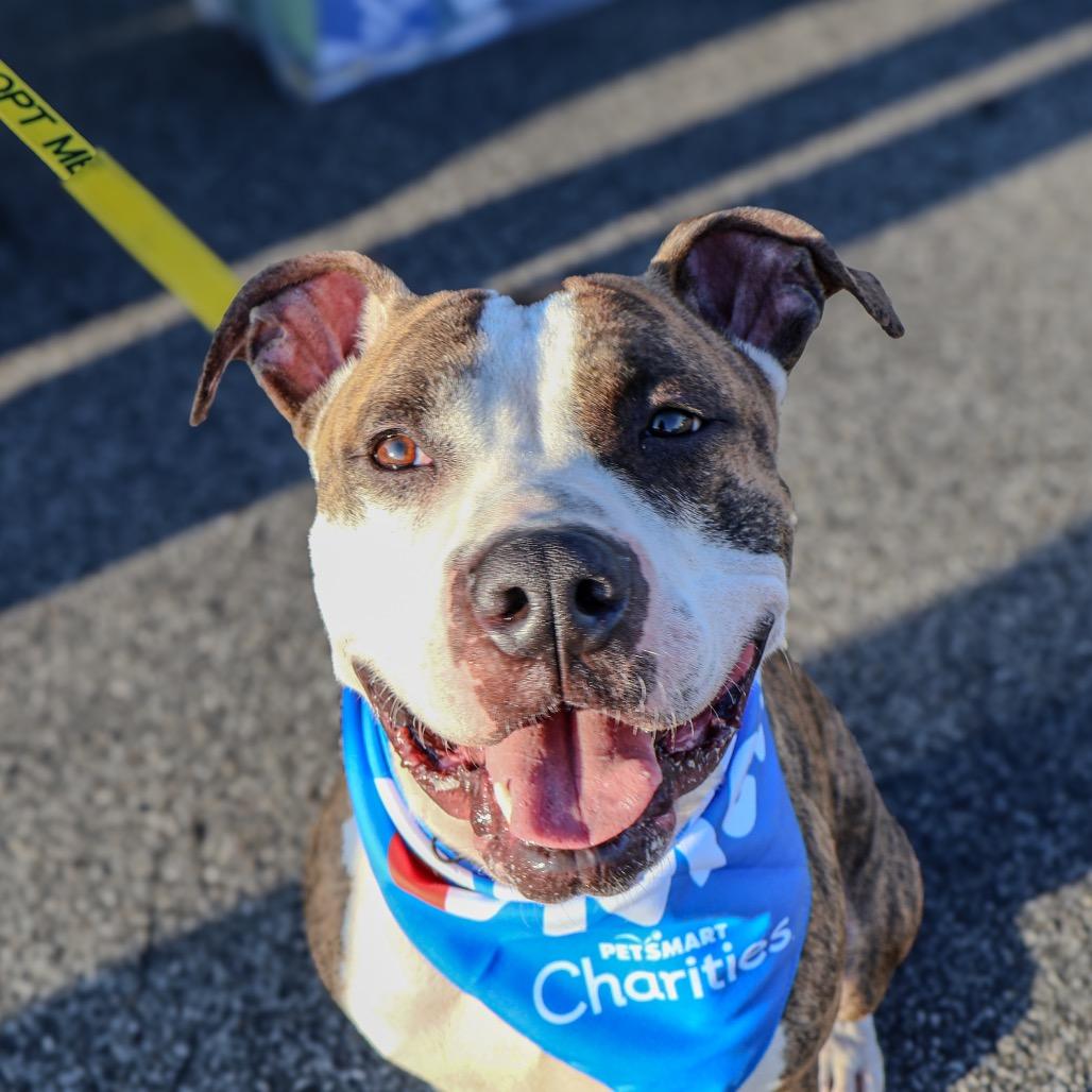Enlarge Bobby, a Adoptable Pit Bull Terrier in Valparaiso, IN image 2/3