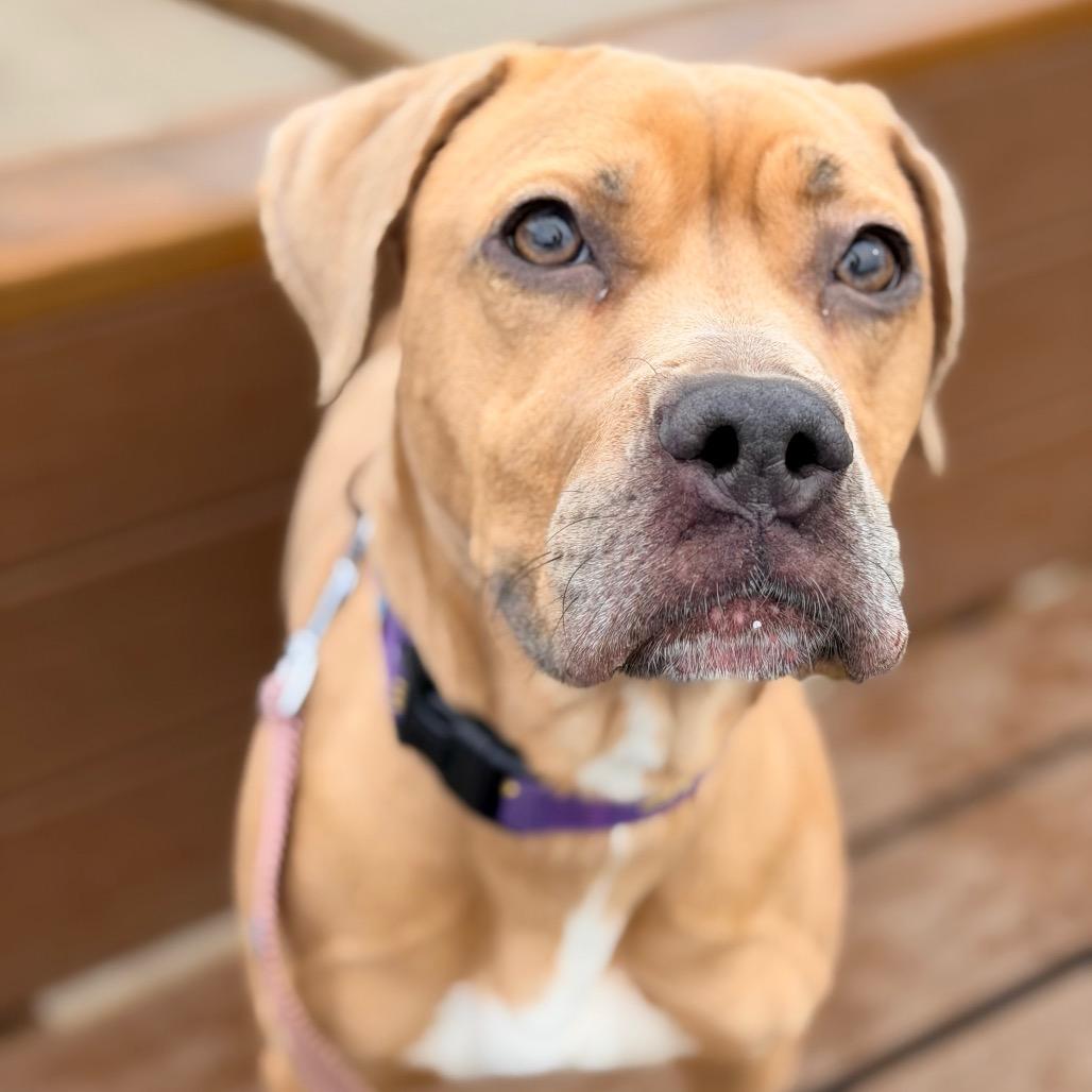 Milli, Adoptable, Adult Female Coonhound & Mixed Breed.