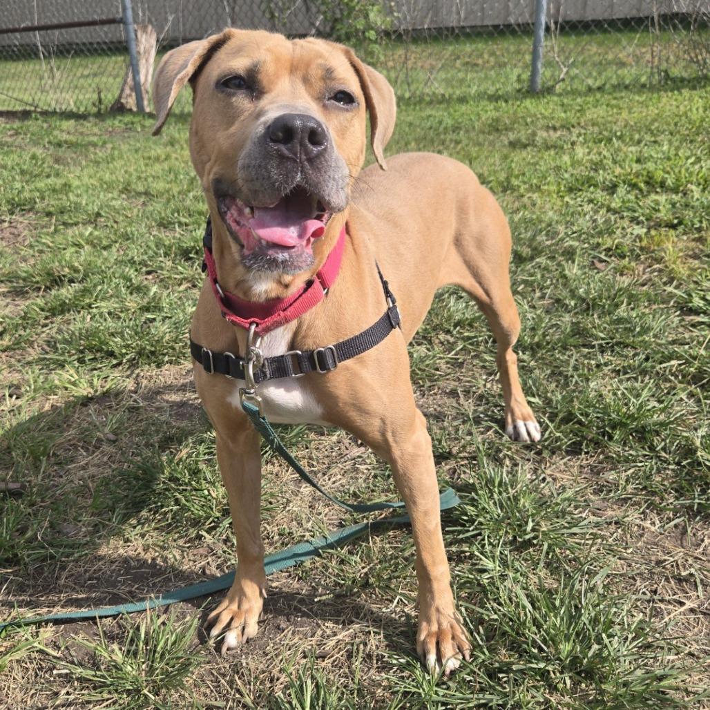 Enlarge Milli, a Adoptable mixed breed in Champaign, IL image 2/6