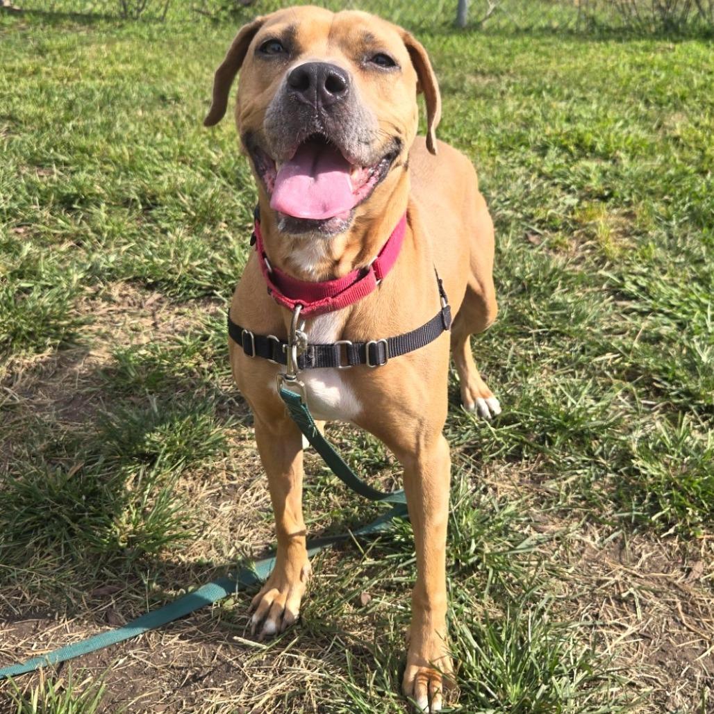 Enlarge Milli, a Adoptable mixed breed in Champaign, IL image 3/6