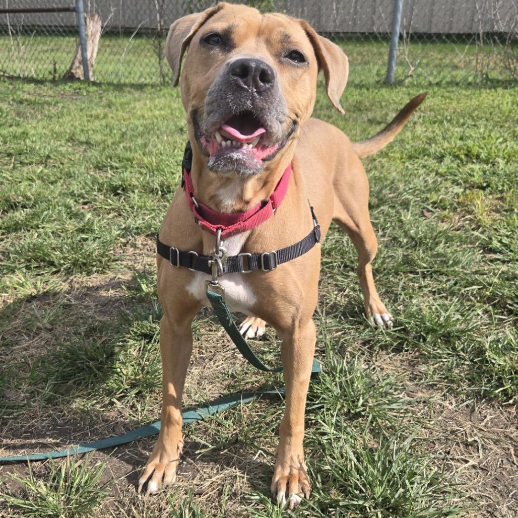 Enlarge Milli, a Adoptable mixed breed in Champaign, IL image 4/6