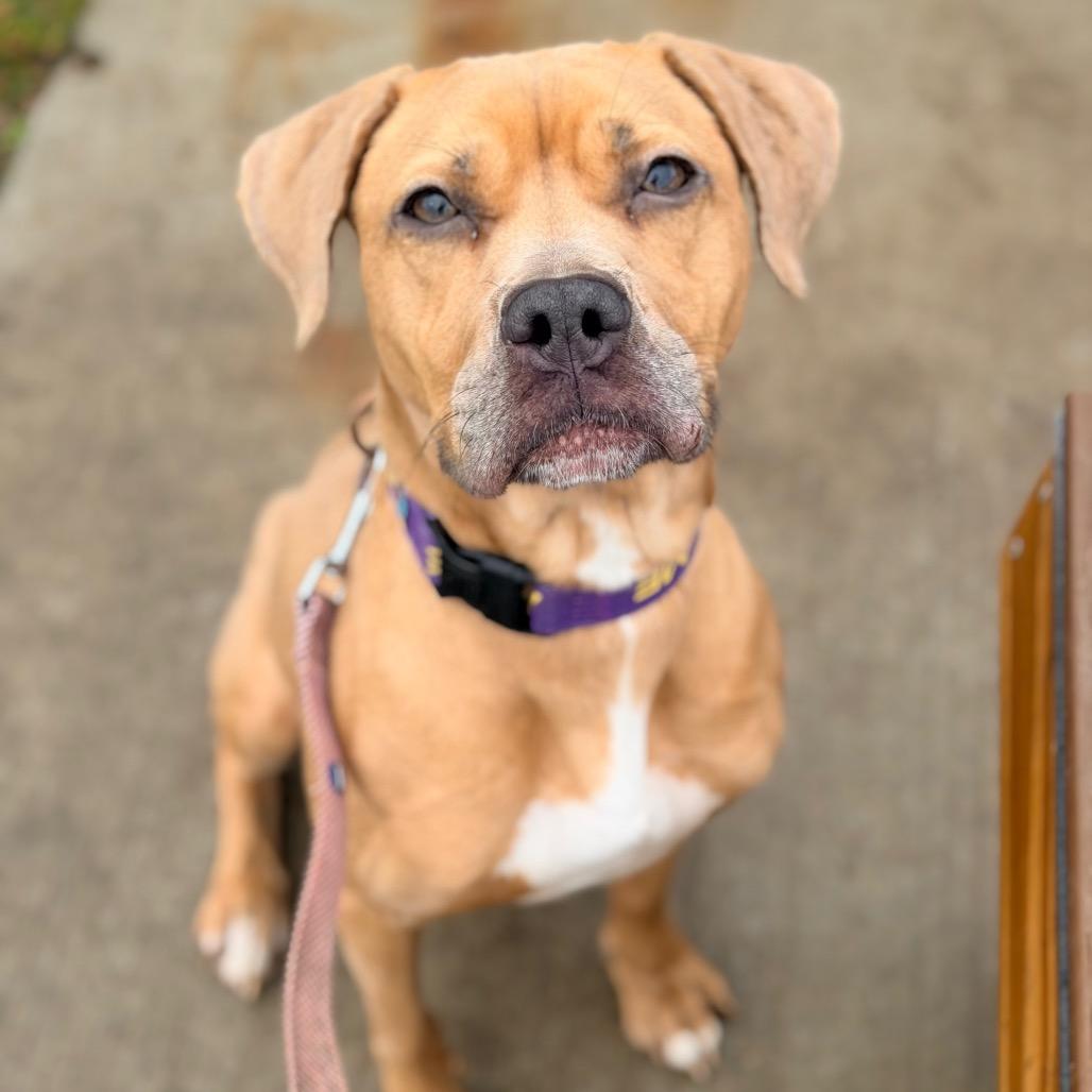 Enlarge Milli, a Adoptable mixed breed in Champaign, IL image 5/6