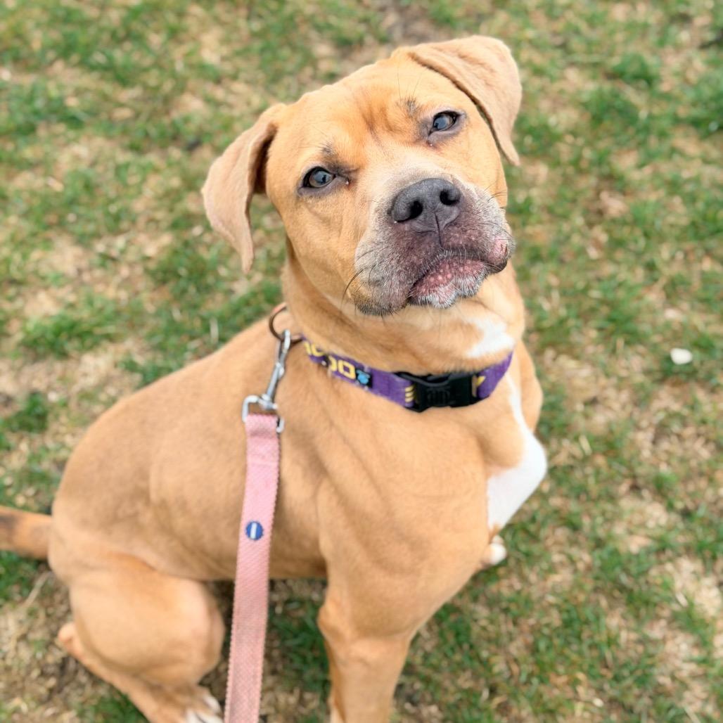 Enlarge Milli, a Adoptable mixed breed in Champaign, IL image 6/6