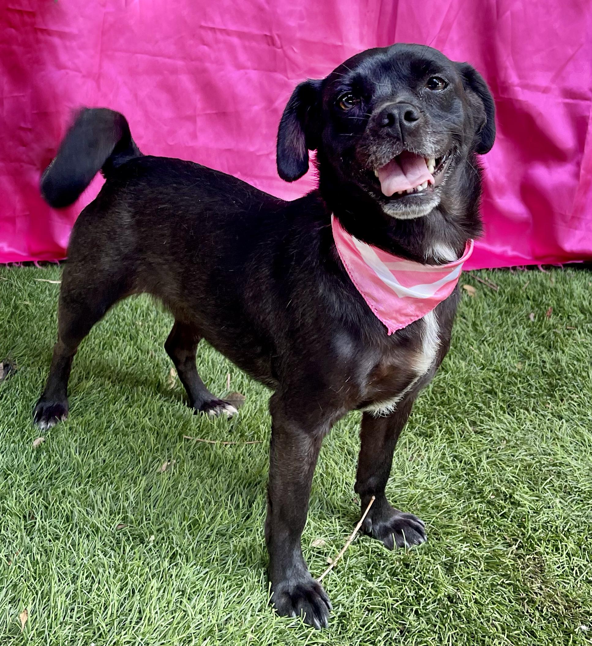 Enlarge FAITH, a Adopted mixed breed in Rowland Heights, CA image 3/5