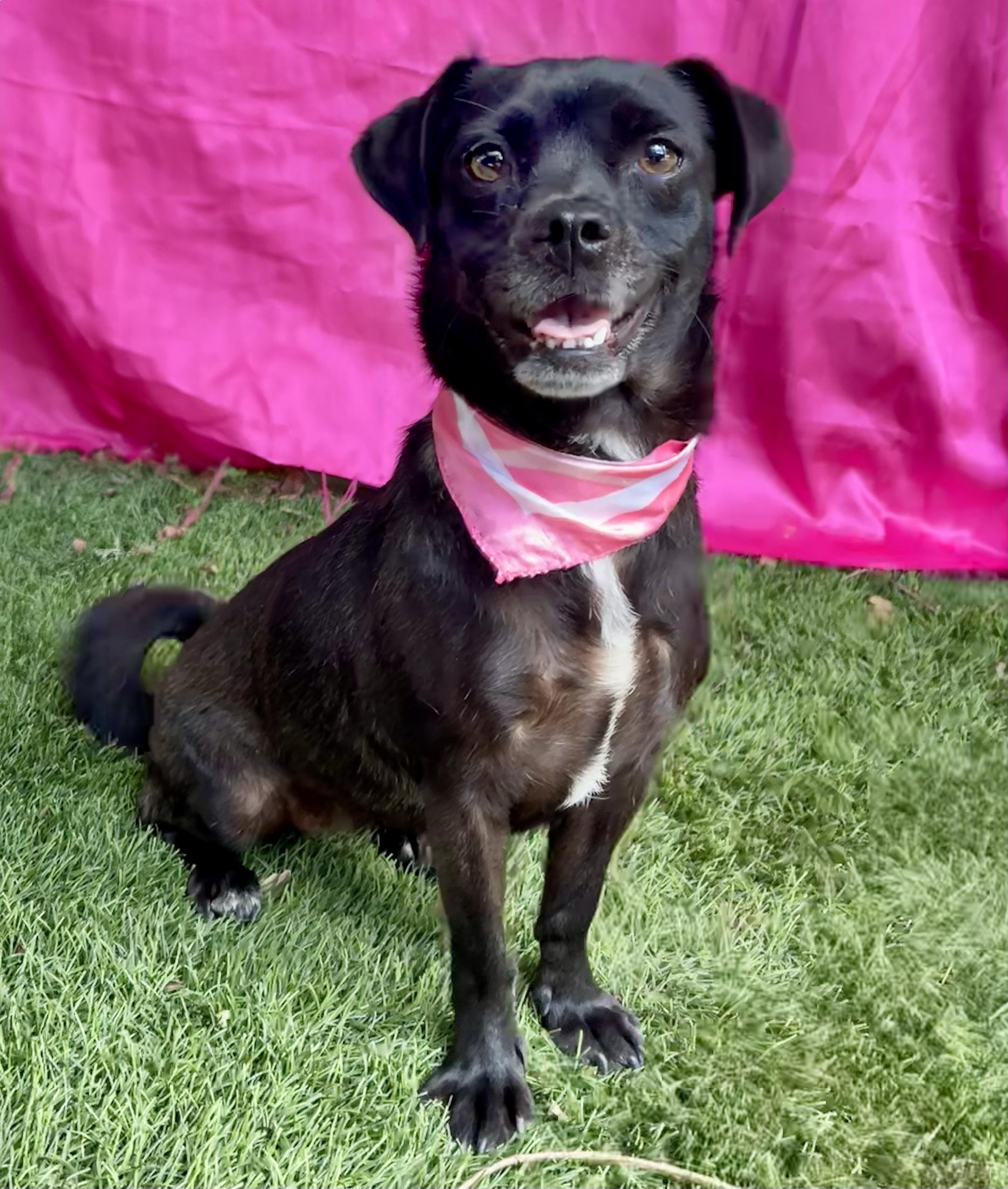 Enlarge FAITH, a Adopted mixed breed in Rowland Heights, CA image 1/5