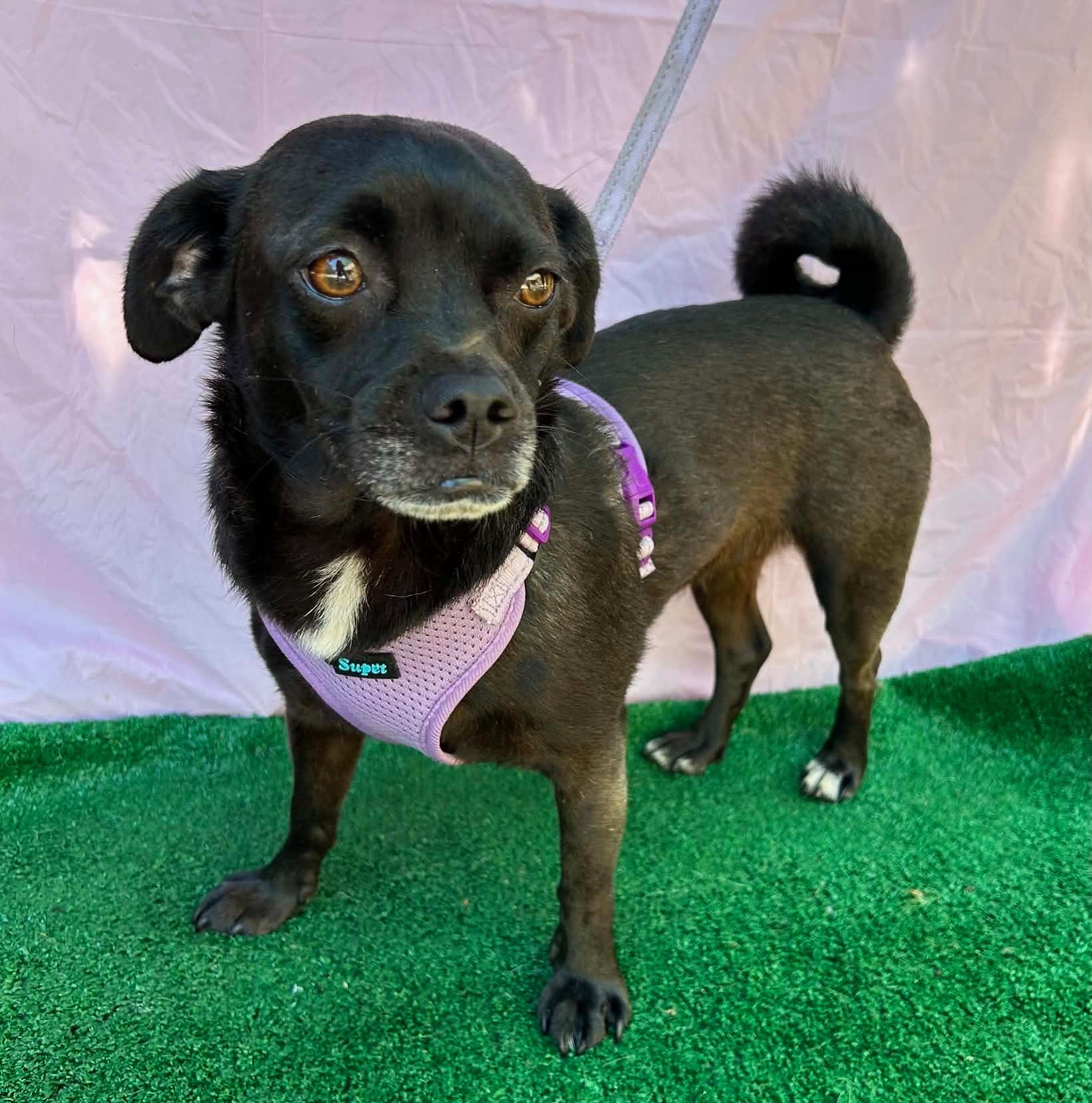 Enlarge FAITH, a Adopted mixed breed in Rowland Heights, CA image 2/5