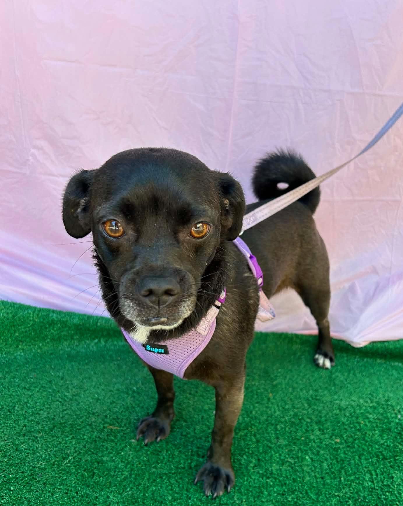 Enlarge FAITH, a Adopted mixed breed in Rowland Heights, CA image 5/5