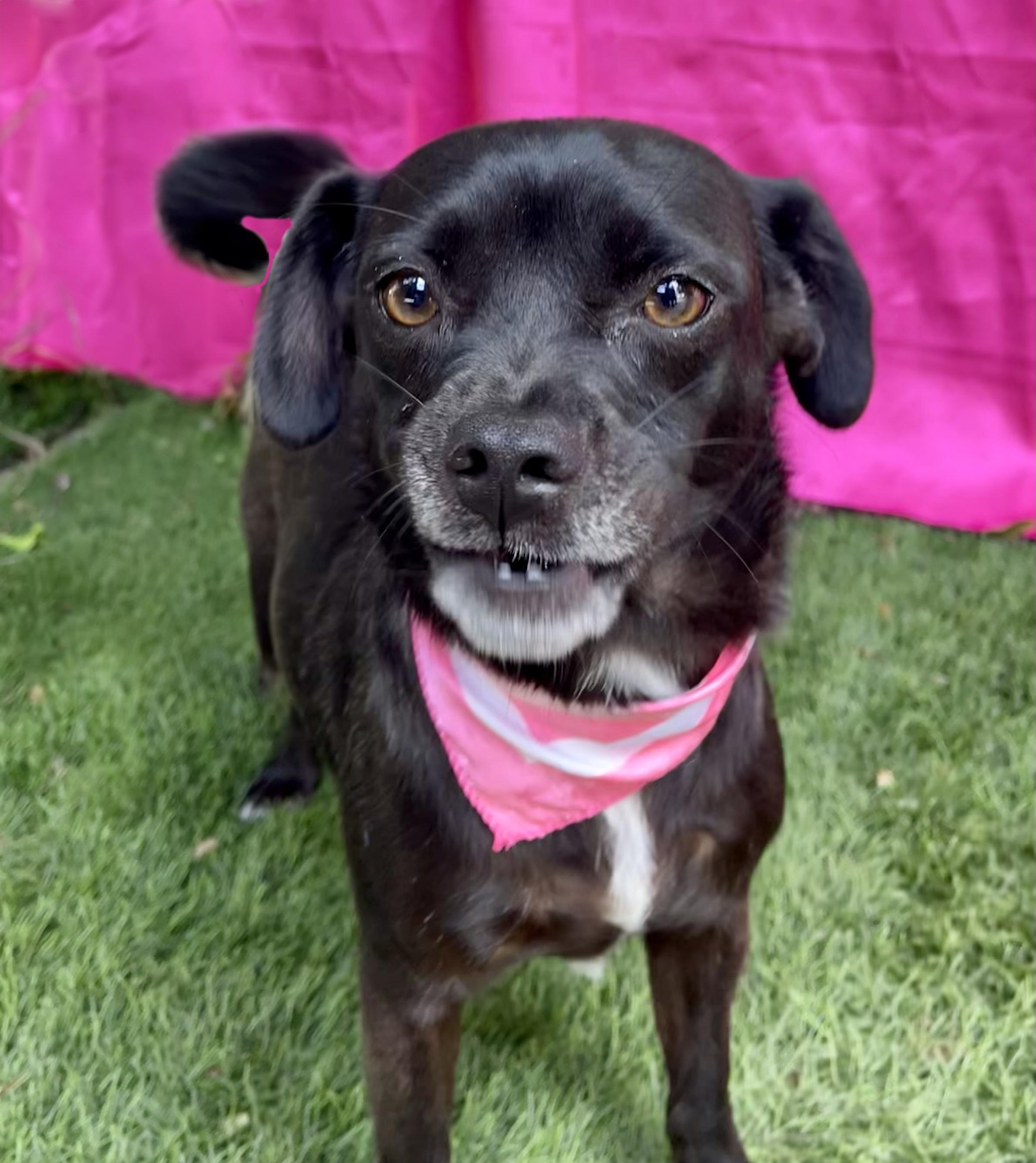 Enlarge FAITH, a Adopted mixed breed in Rowland Heights, CA image 4/5