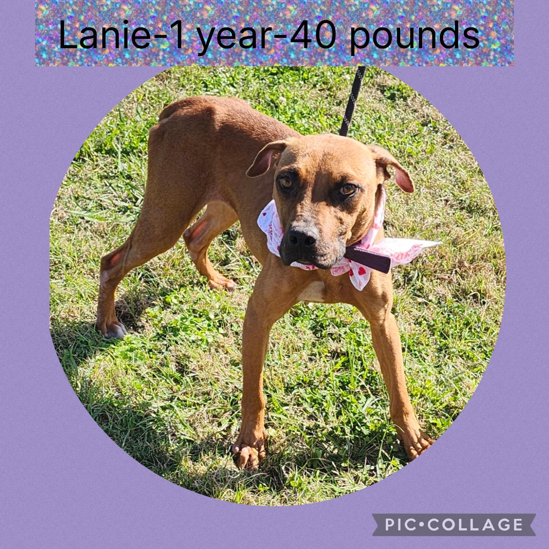 Enlarge Lanie, a ADOPTABLE mixed breed in New Iberia, LA image 1/1