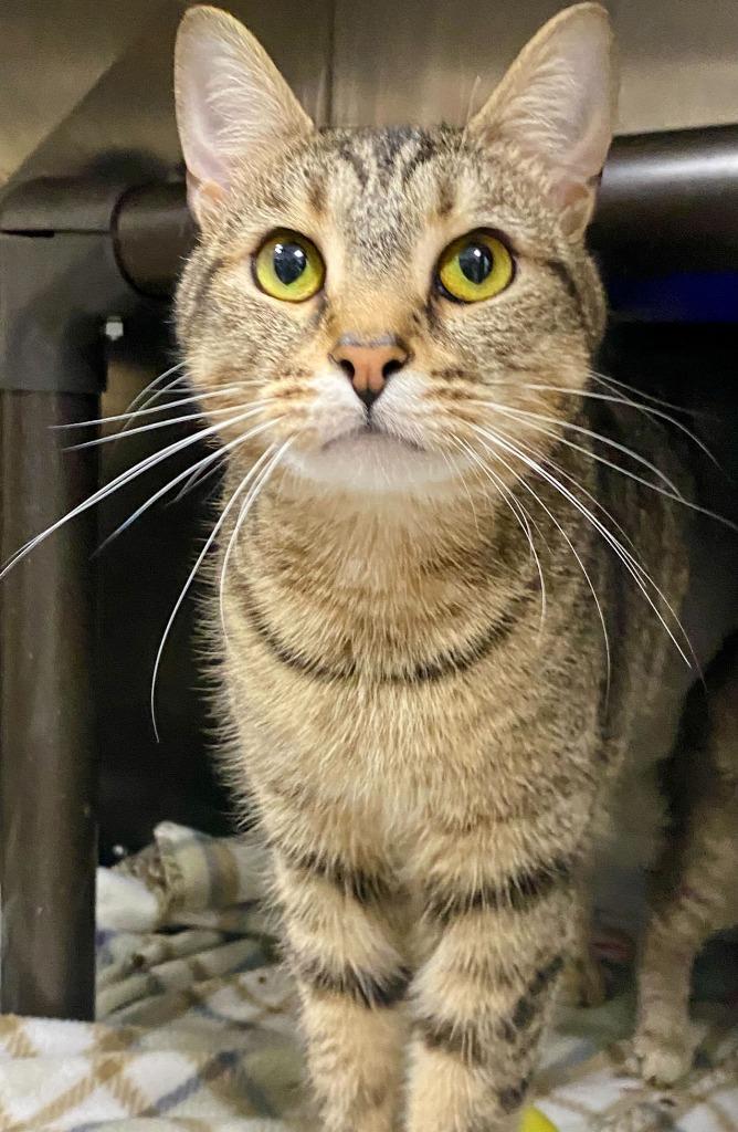 Mufasa -Available, Adoptable, Adult Male Domestic Short Hair.
