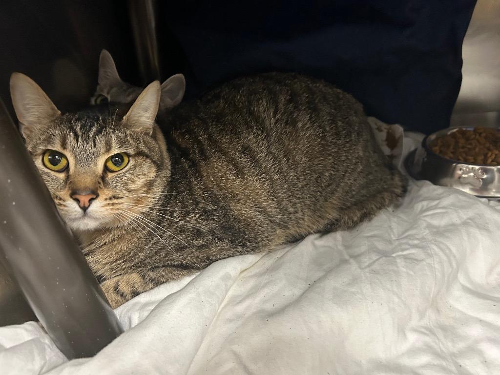 Mufasa -Available, a Adoptable mixed breed in Chickamauga , GA image 2/2