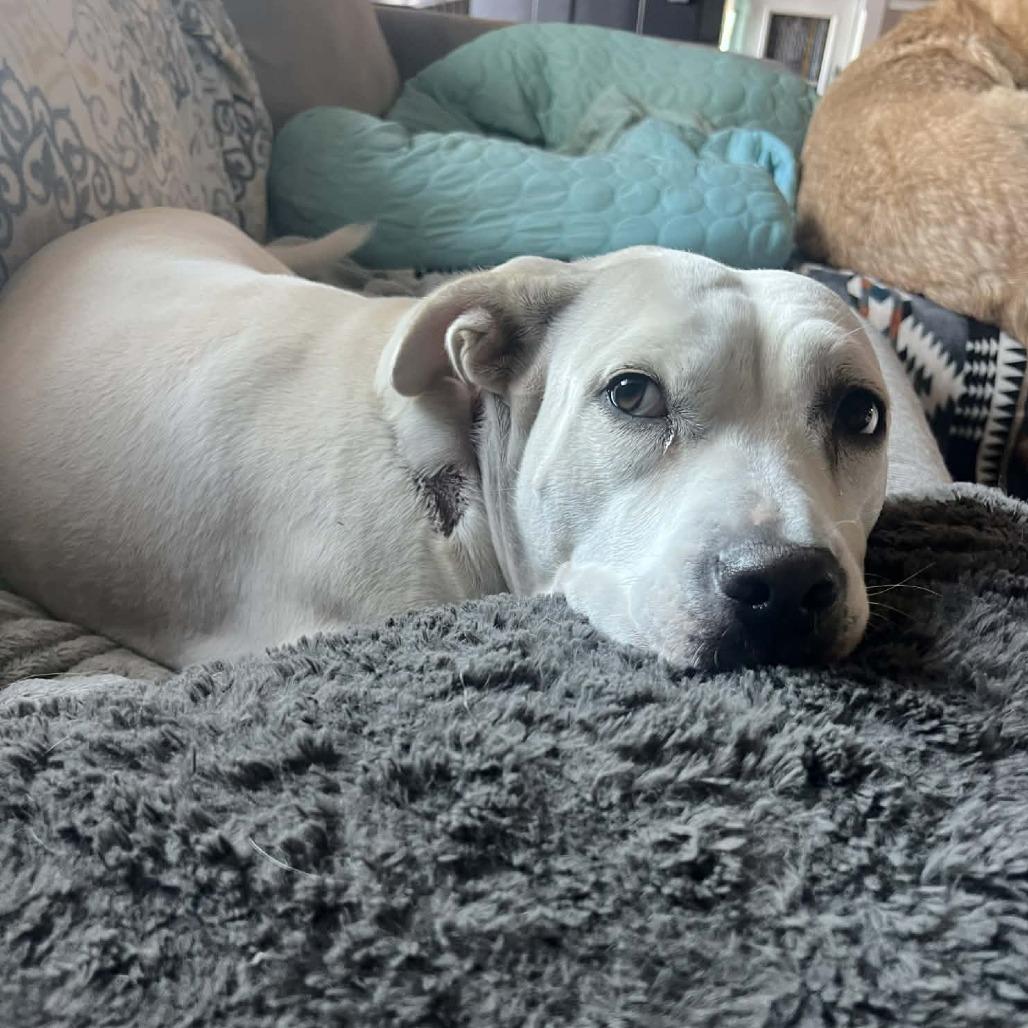 Enlarge Harley Q, a Adoptable mixed breed in Wilmington, NC image 3/6
