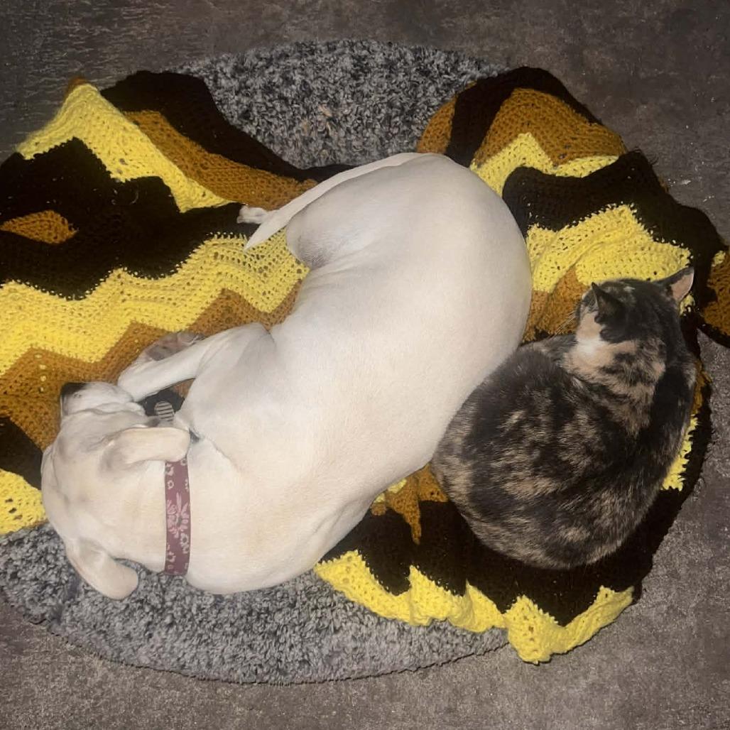 Enlarge Harley Q, a Adoptable mixed breed in Wilmington, NC image 2/6