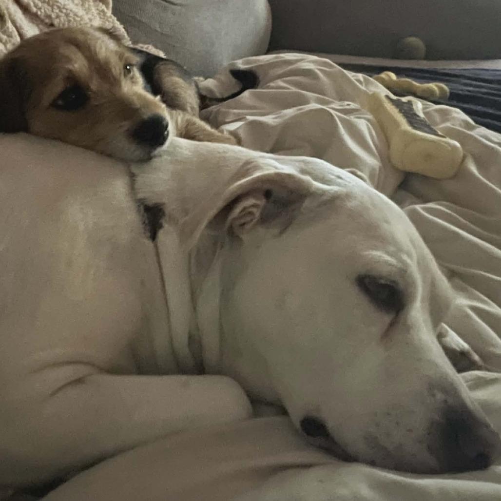 Enlarge Harley Q, a Adoptable mixed breed in Wilmington, NC image 5/6