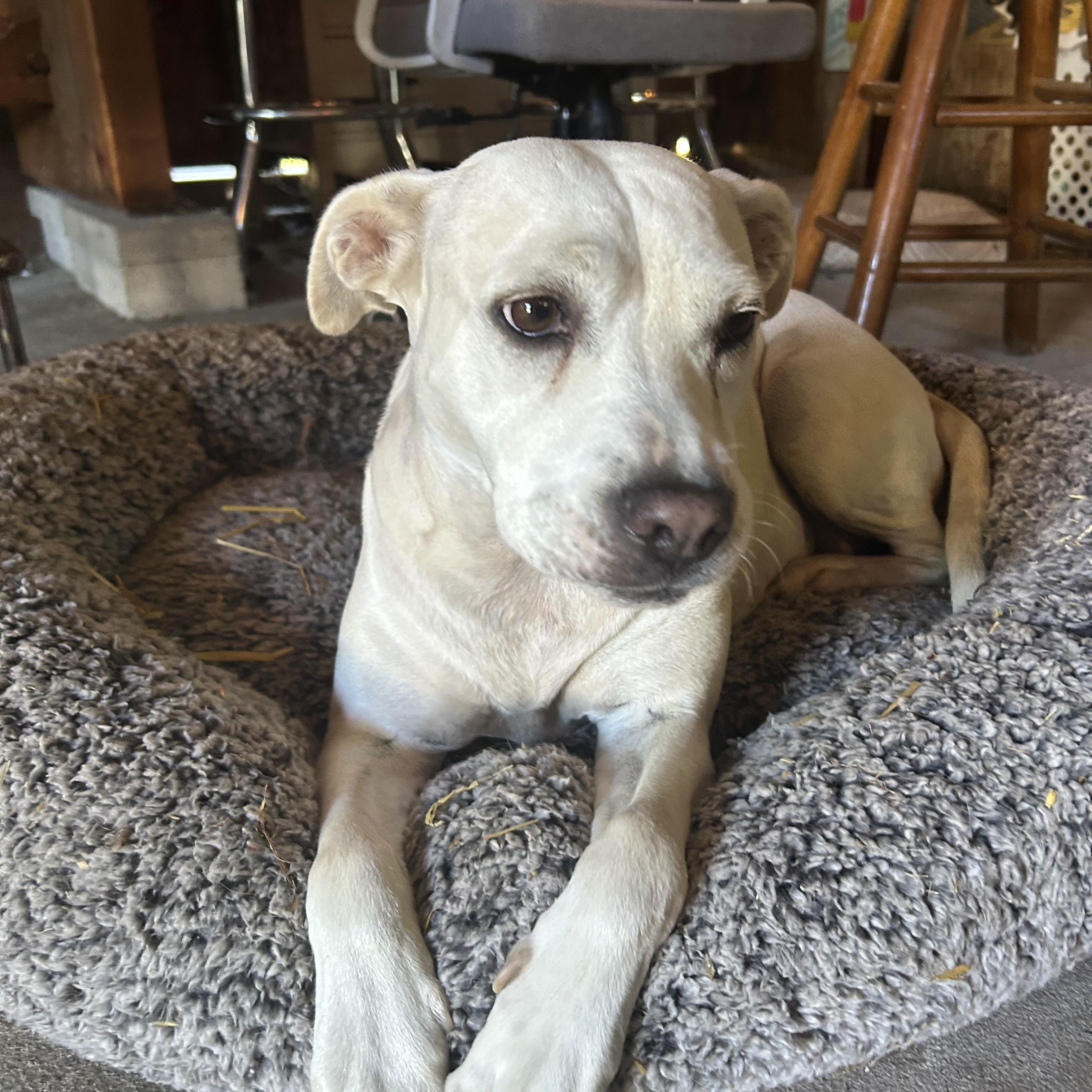 Enlarge Harley Q, a Adoptable mixed breed in Wilmington, NC image 1/6