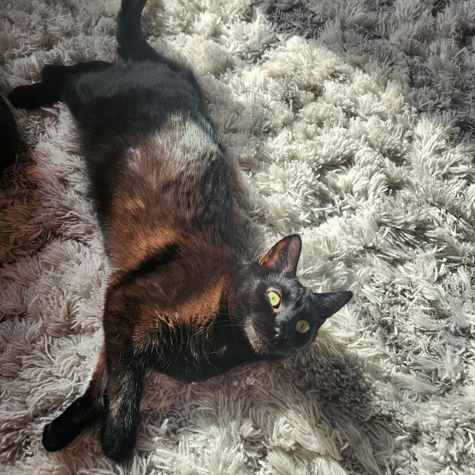 Enlarge Hesper, an adopted Domestic Short Hair in Roscoe, IL image 1/3