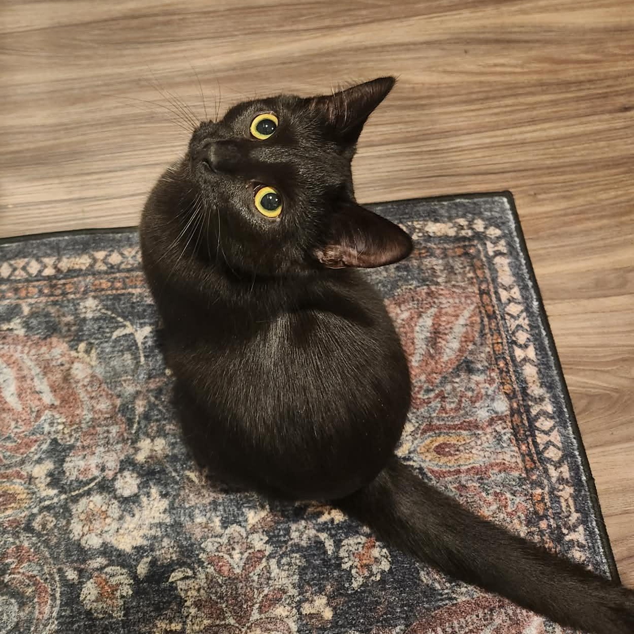 Enlarge Hesper, an adopted Domestic Short Hair in Roscoe, IL image 2/3