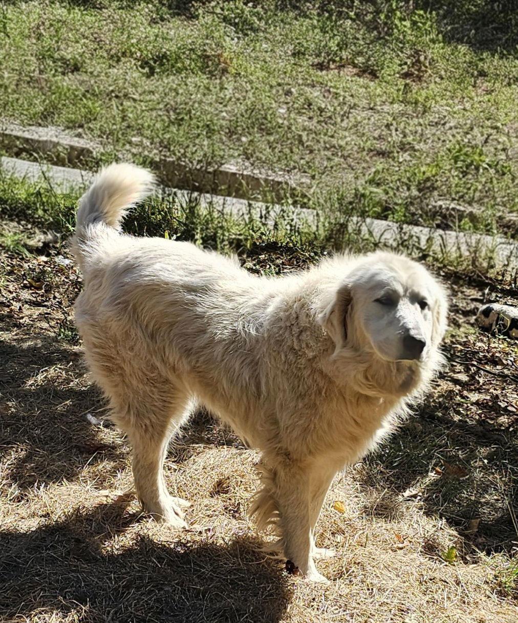 Sofie, Adoptable, Adult Female Great Pyrenees.