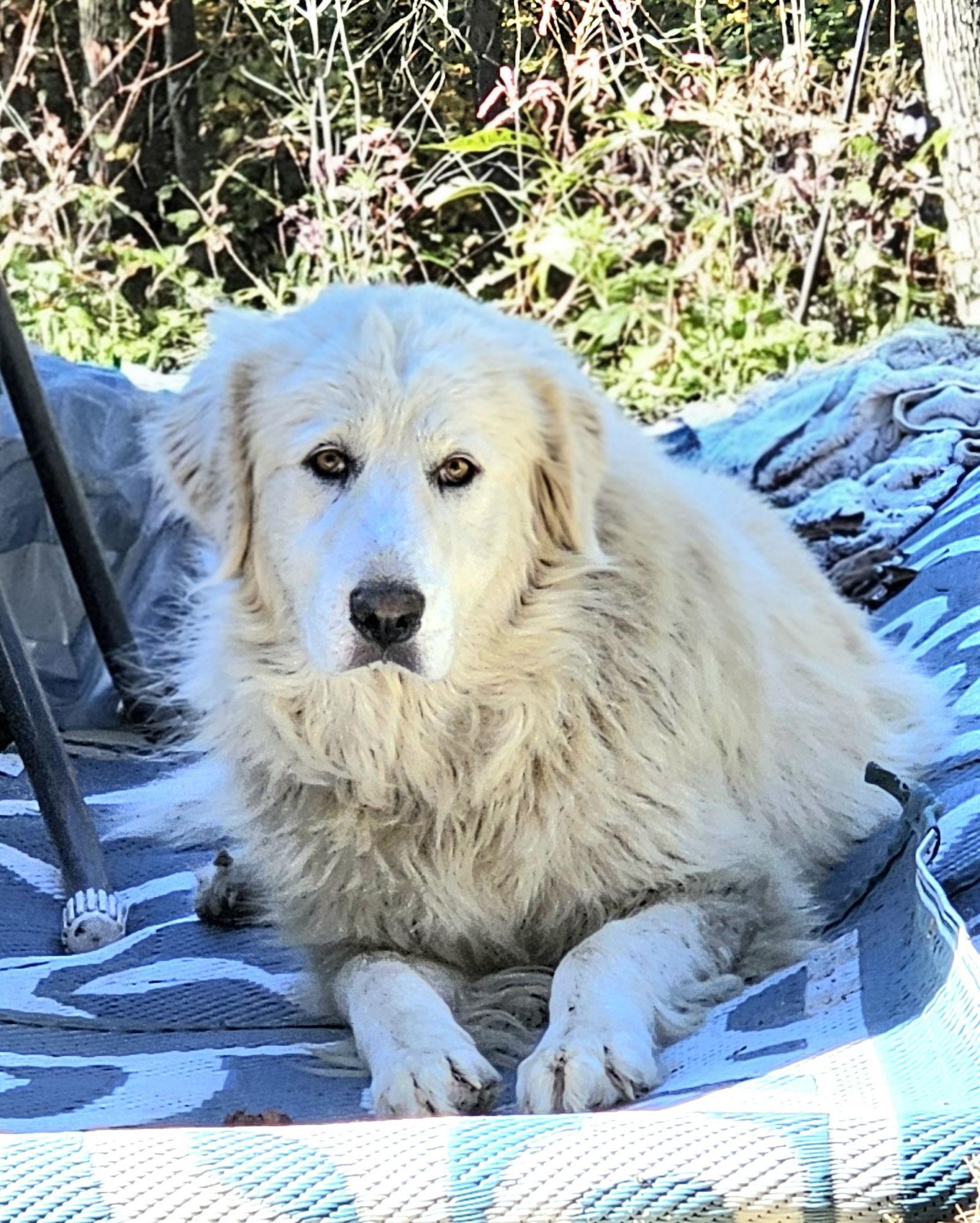 Sofie, a Adoptable Great Pyrenees in Croydon, NH image 2/3