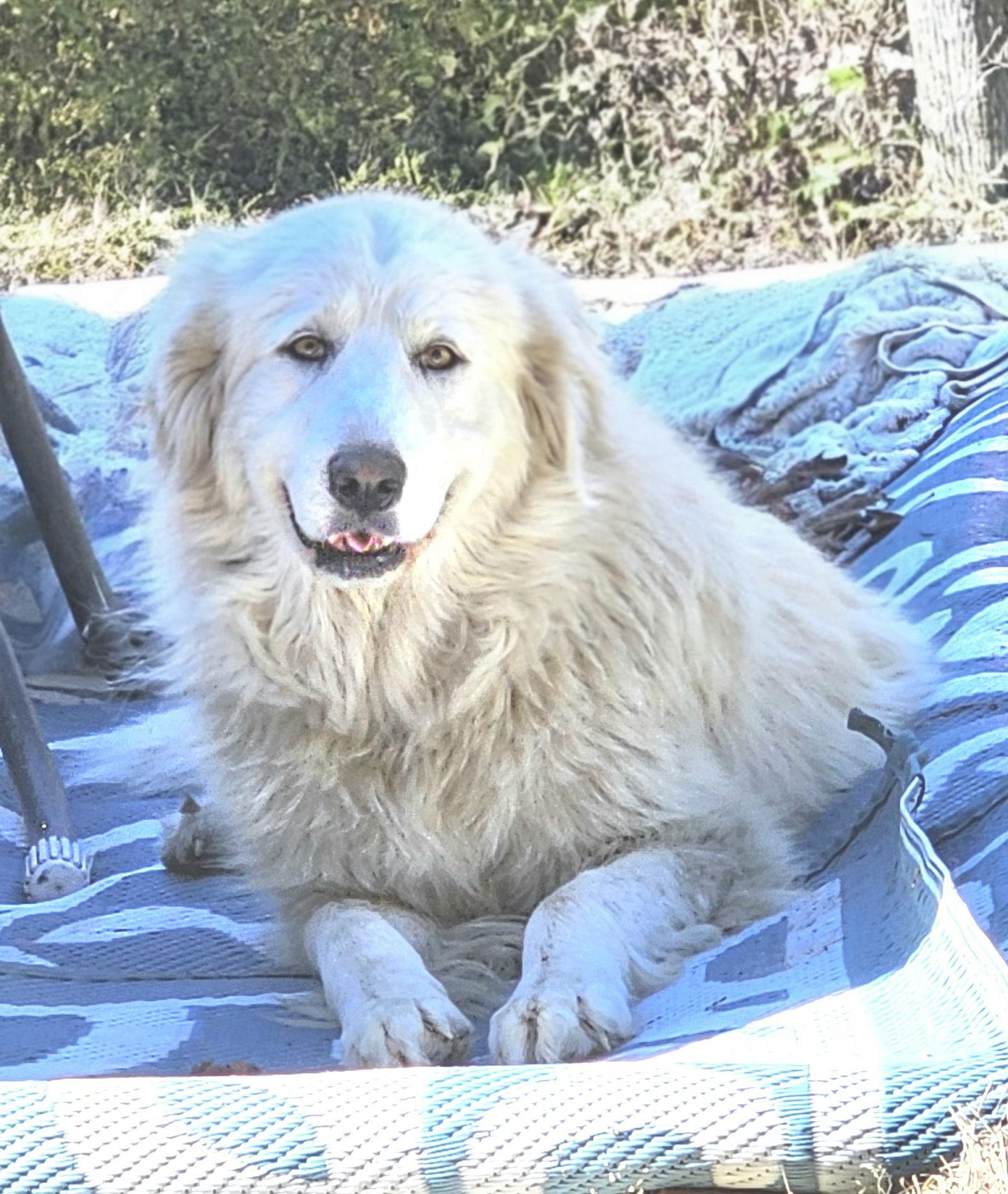 Sofie, a Adoptable Great Pyrenees in Croydon, NH image 3/3