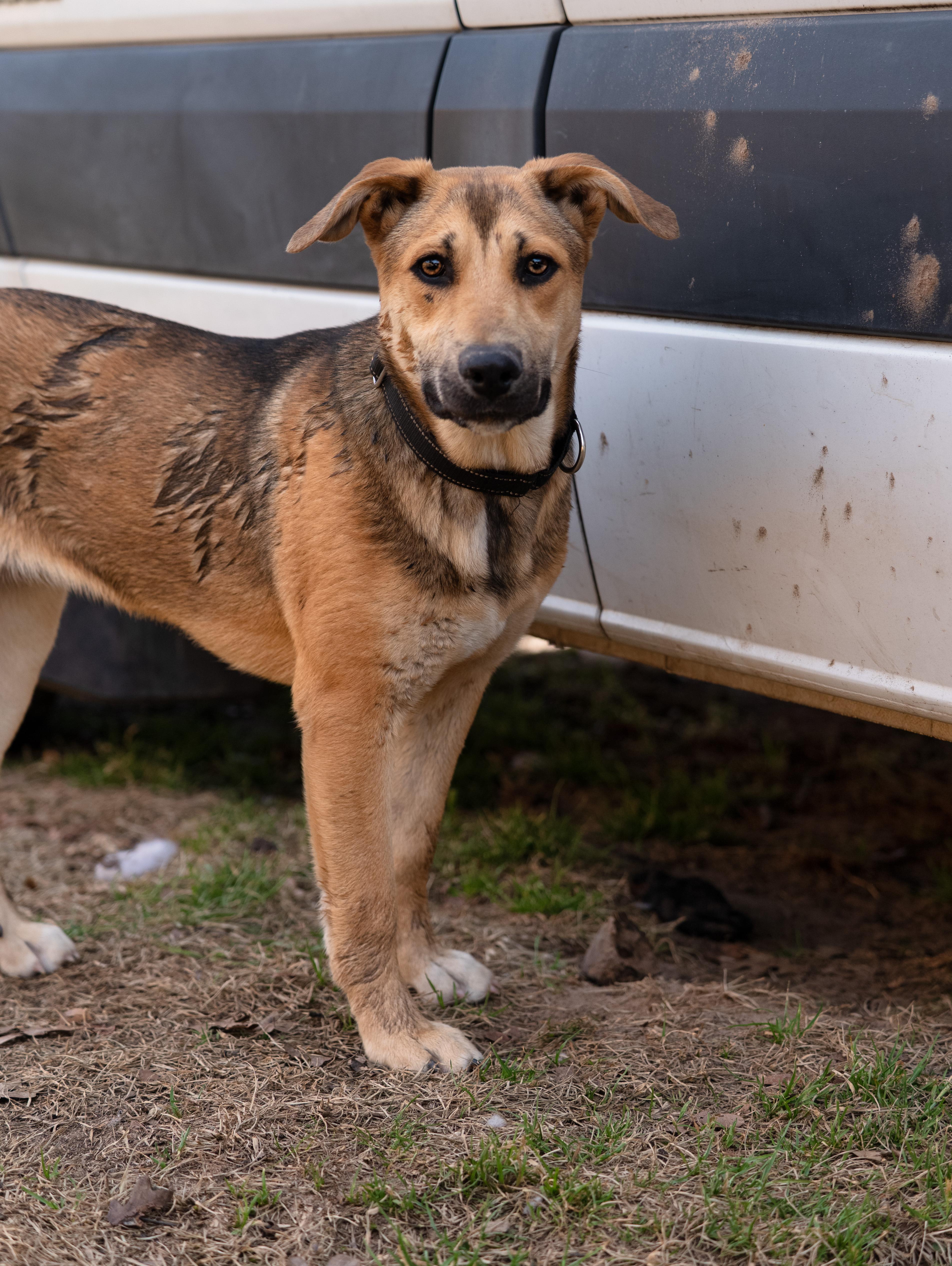 Enlarge Virginia, an adopted mixed breed in Tyler, TX image 3/6