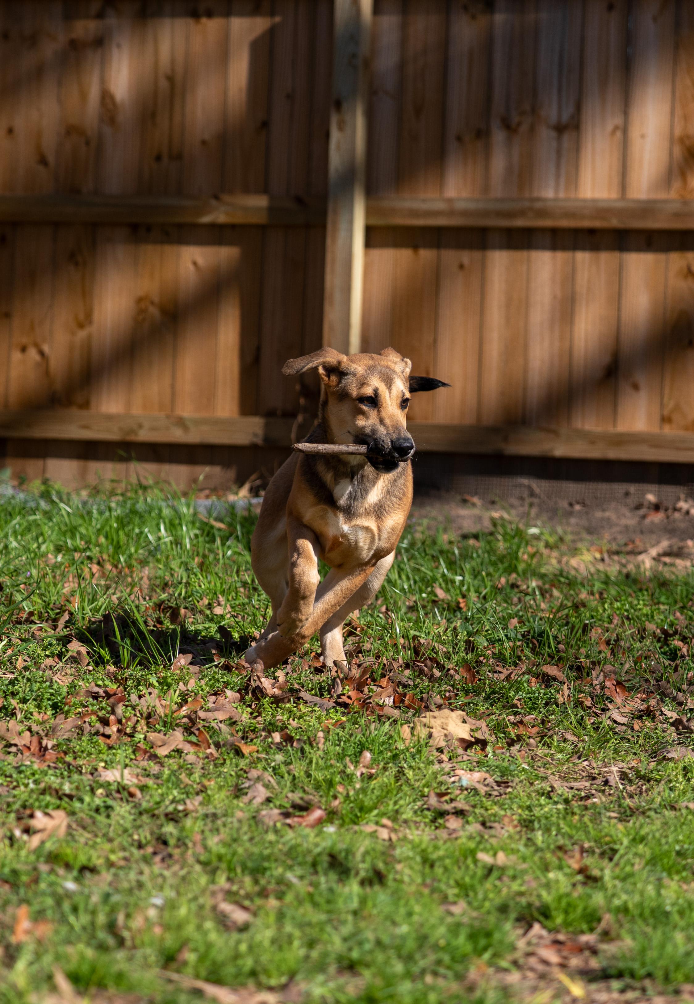 Enlarge Virginia, an adopted mixed breed in Tyler, TX image 4/6