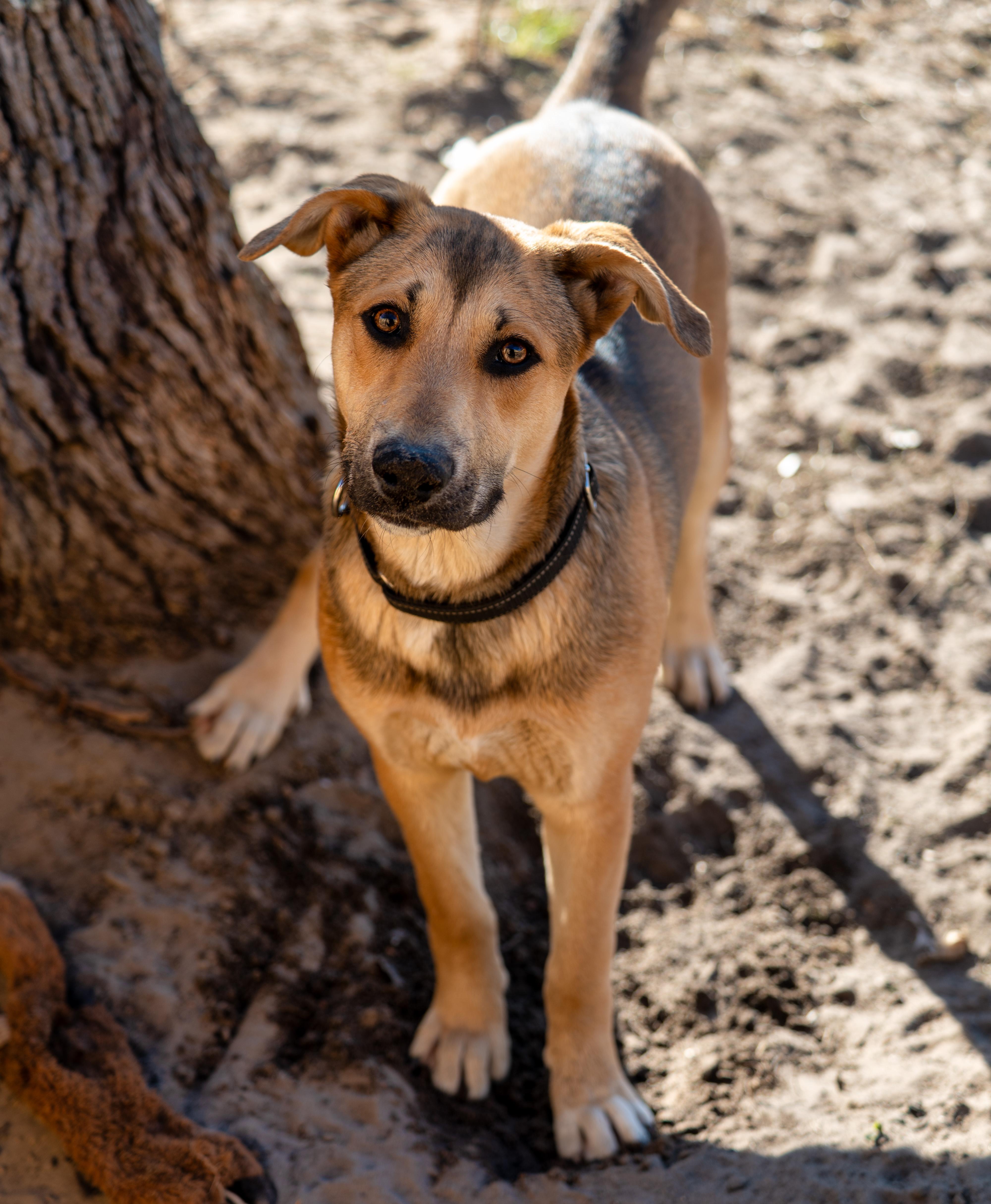 Enlarge Virginia, an adopted mixed breed in Tyler, TX image 1/6