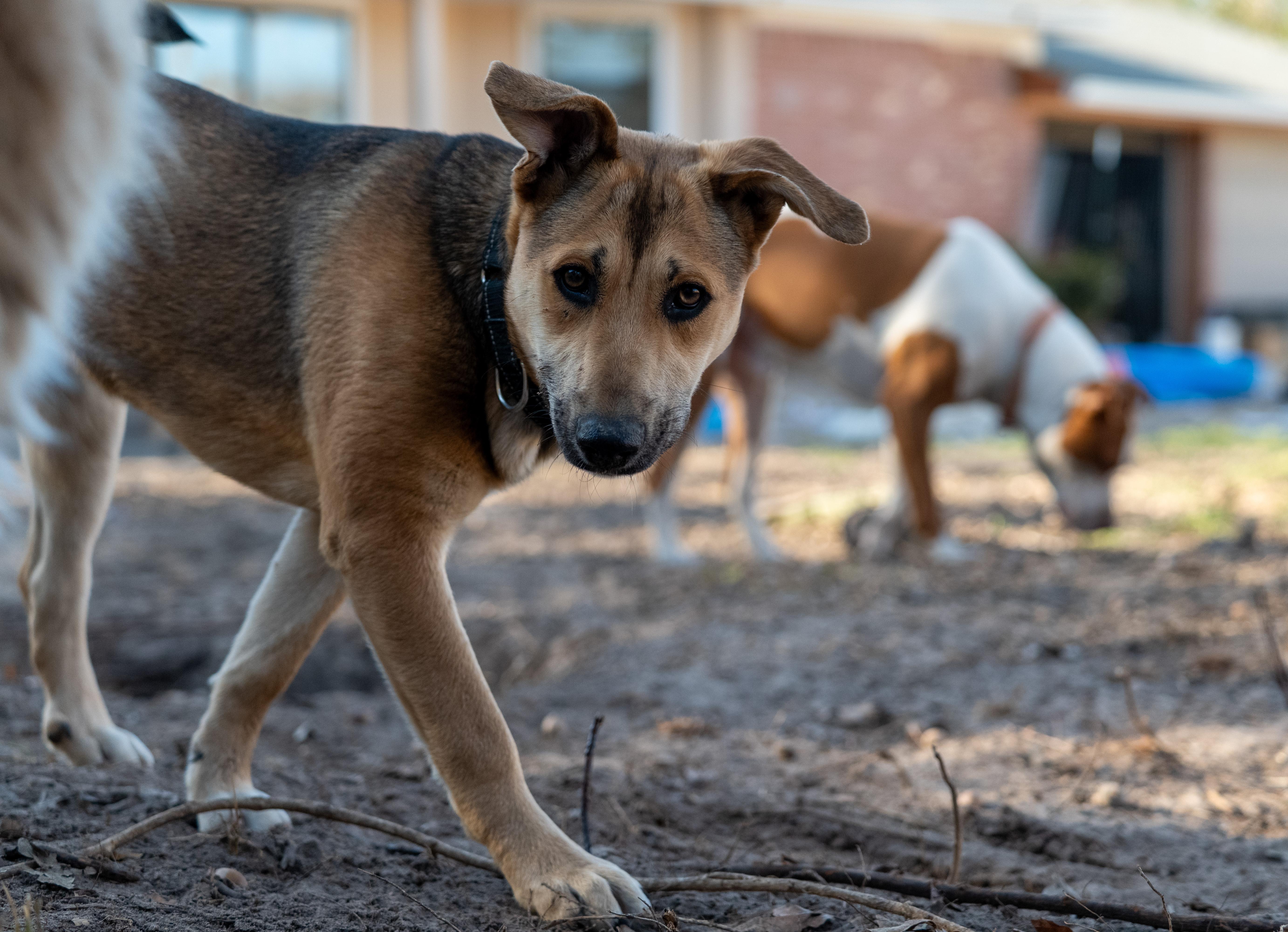 Enlarge Virginia, an adopted mixed breed in Tyler, TX image 6/6