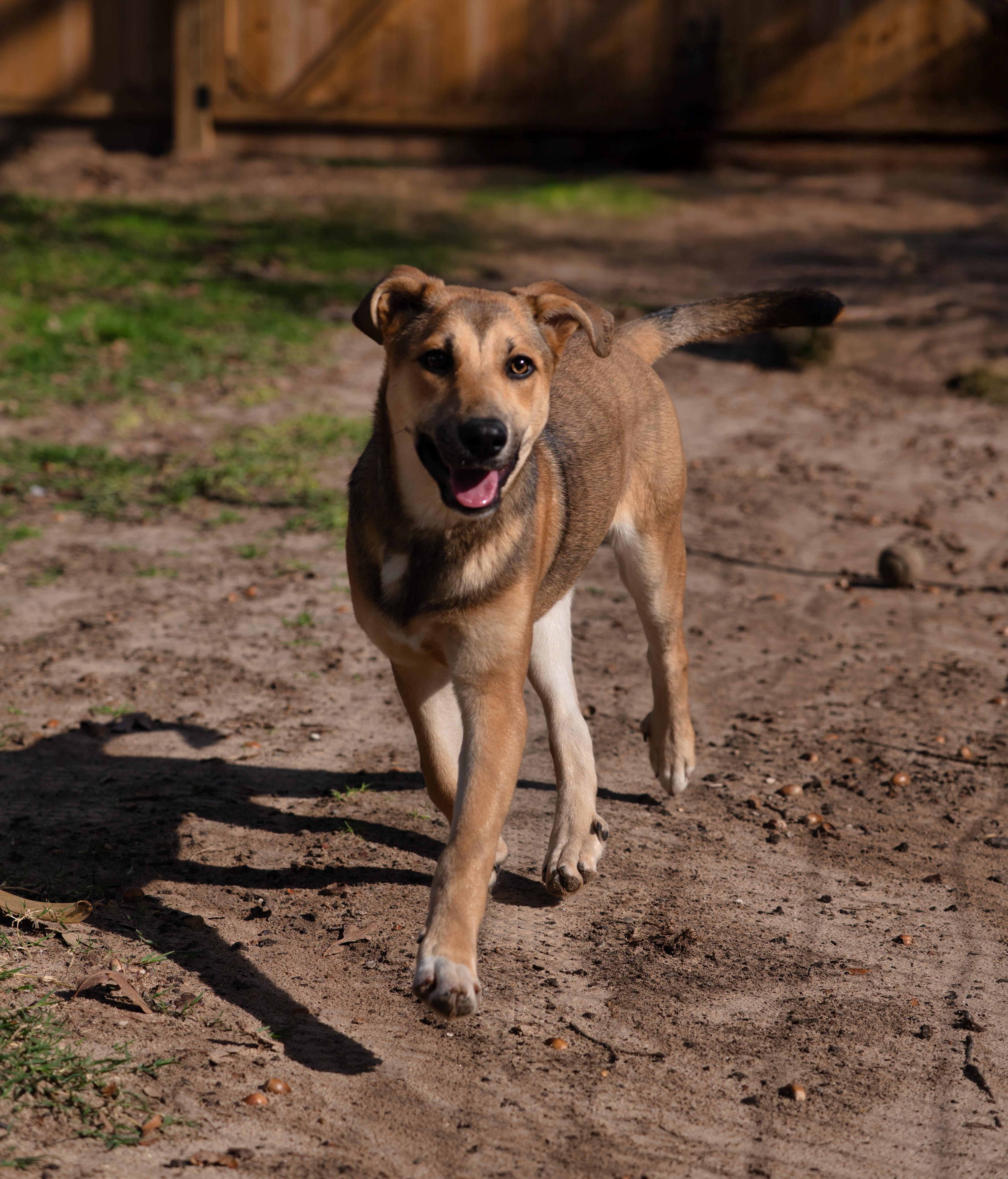 Enlarge Virginia, an adopted mixed breed in Tyler, TX image 2/6