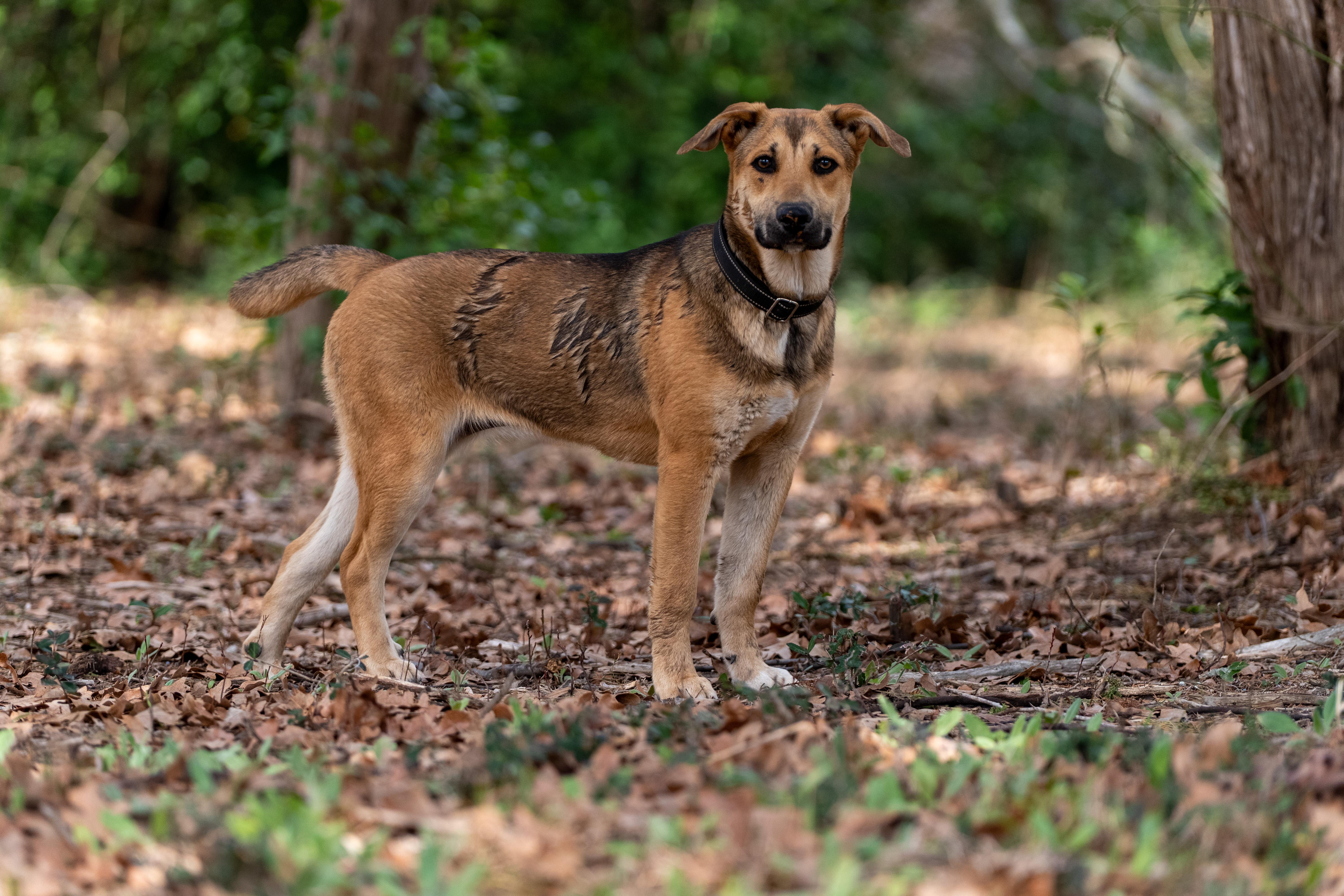 Enlarge Virginia, an adopted mixed breed in Tyler, TX image 5/6