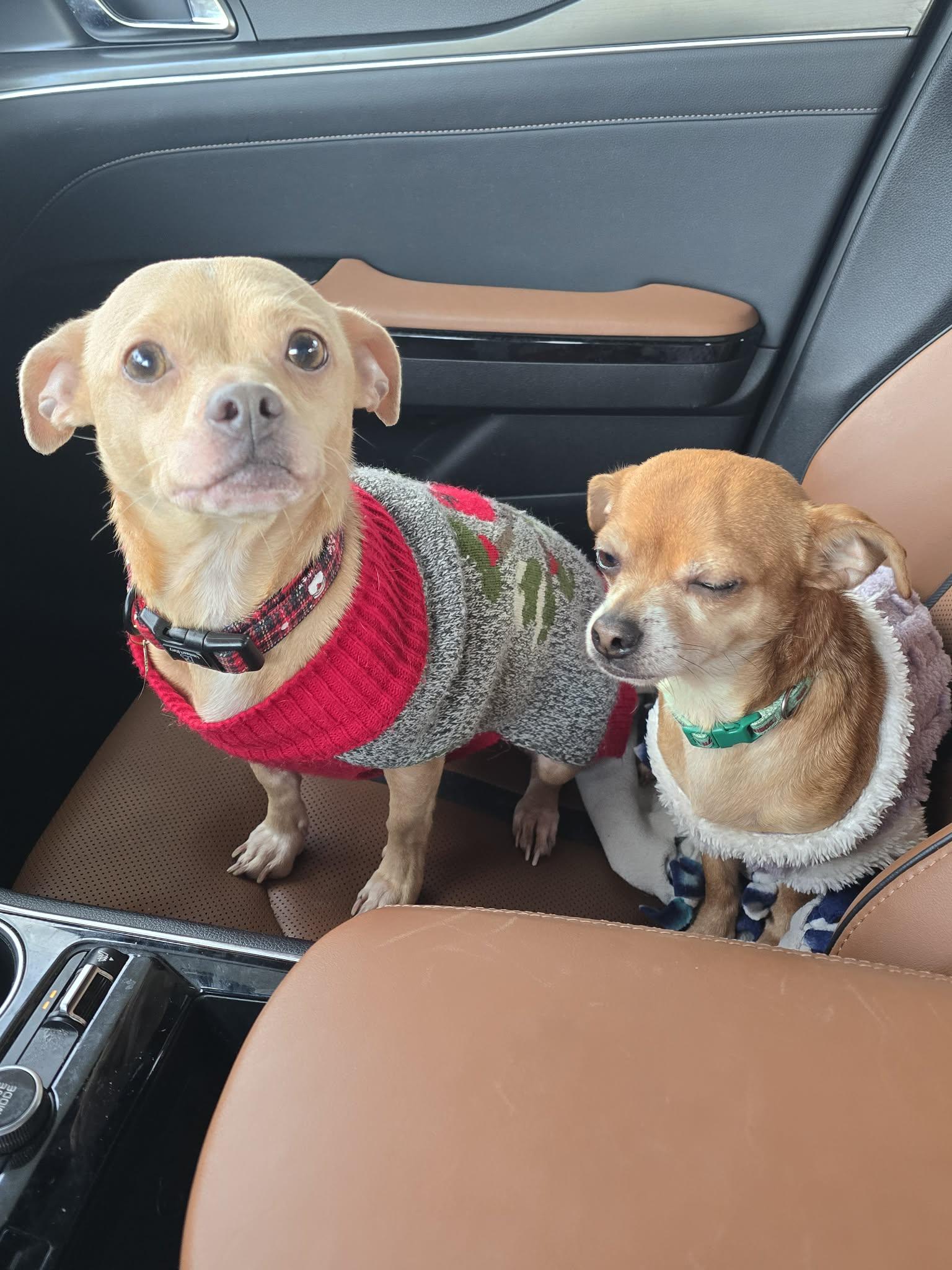 Enlarge Jasmine and Lady Gray (Bonded Pair), a Adoptable Chihuahua in Ashville, OH image 1/3
