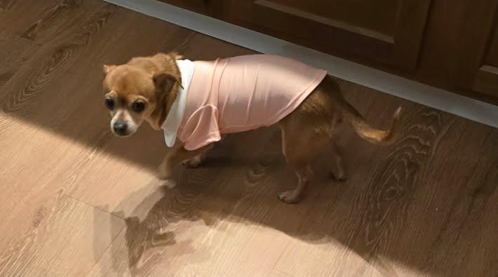 Enlarge Jasmine and Lady Gray (Bonded Pair), a Adoptable Chihuahua in Ashville, OH image 2/3