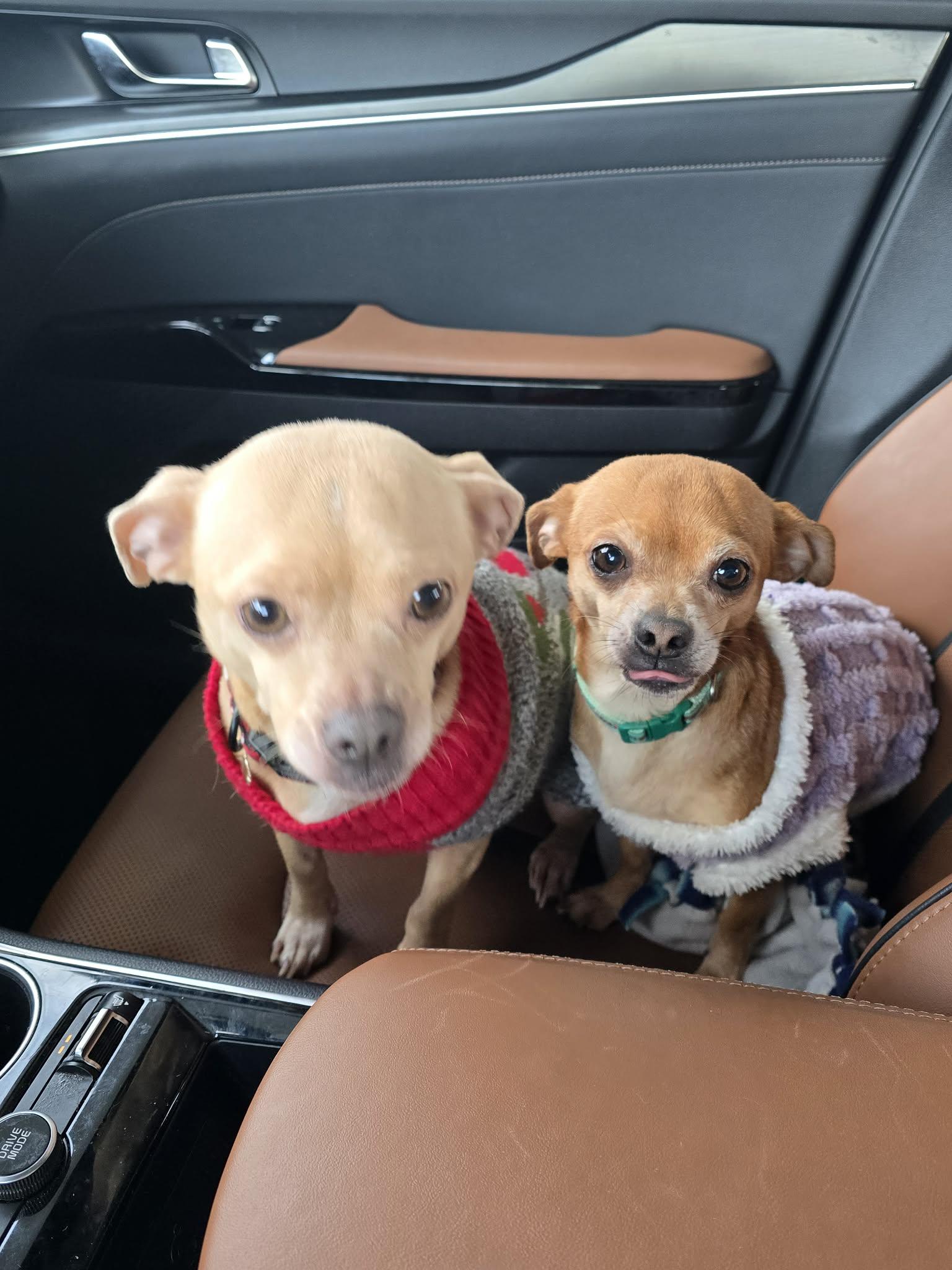 Enlarge Jasmine and Lady Gray (Bonded Pair), a Adoptable Chihuahua in Ashville, OH image 3/3