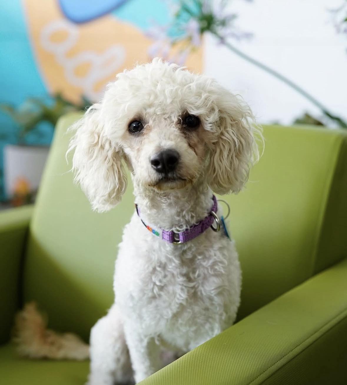 Enlarge Cameron, a ADOPTABLE mixed breed in Pasadena, CA image 3/5