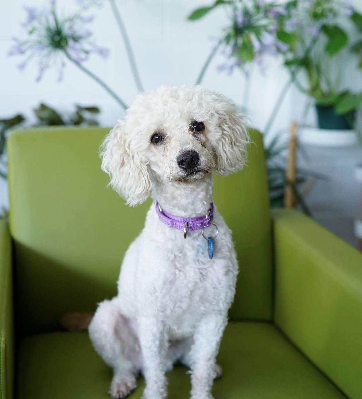 Cameron, ADOPTABLE, Adult Male Miniature Poodle.