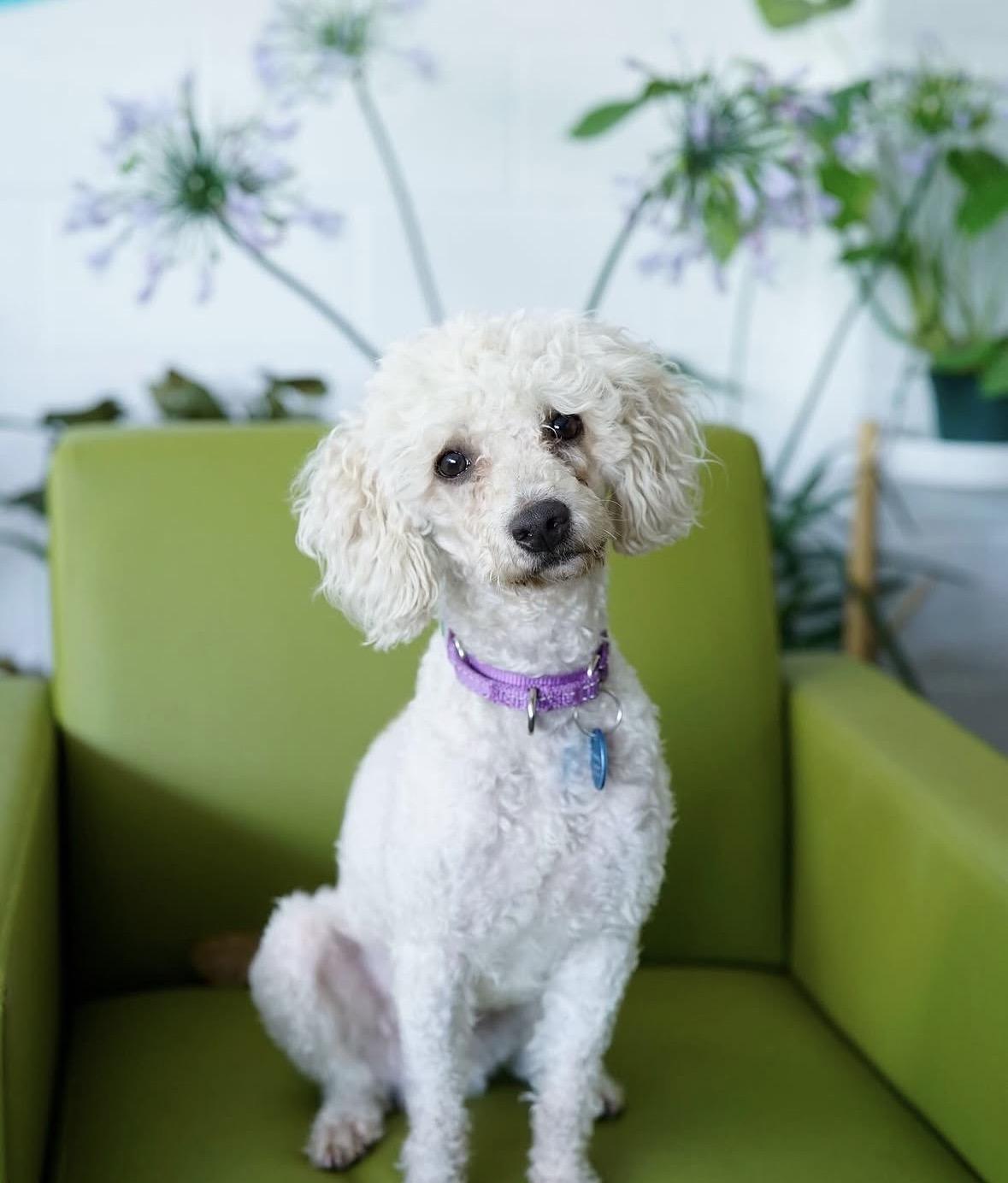 Enlarge Cameron, a ADOPTABLE mixed breed in Pasadena, CA image 4/5