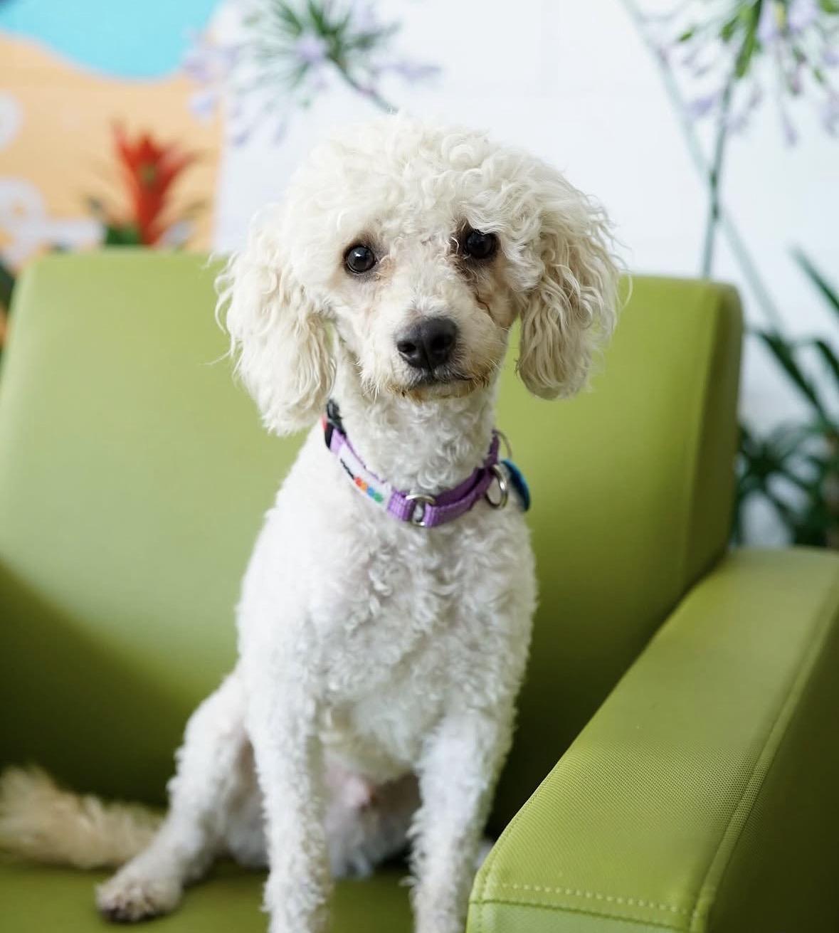 Enlarge Cameron, a ADOPTABLE mixed breed in Pasadena, CA image 5/5