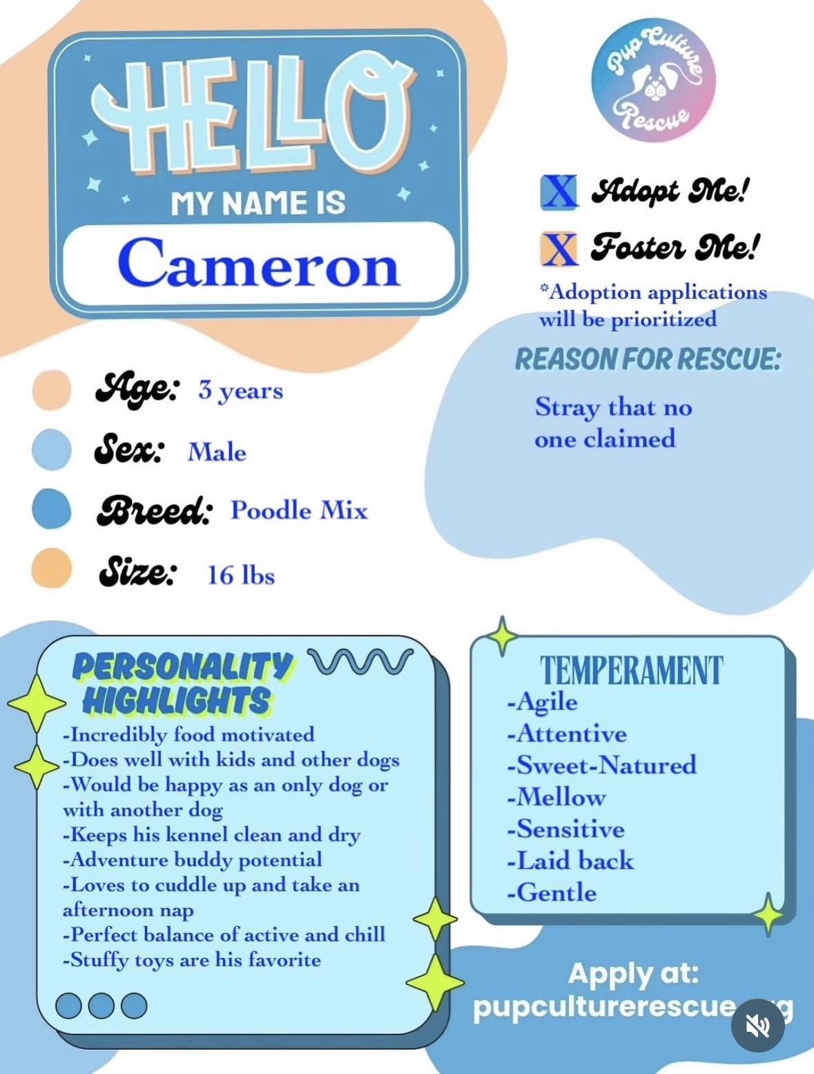 Enlarge Cameron, a ADOPTABLE mixed breed in Pasadena, CA image 2/5