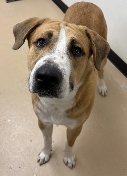 Enlarge Charlie, a Adoptable mixed breed in Phoenix, AZ image 1/1