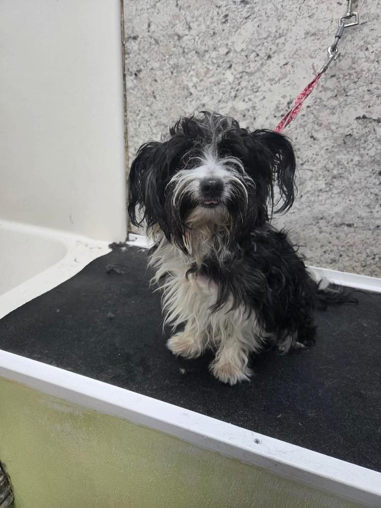 Boots, Adoptable, Adult Male Terrier.