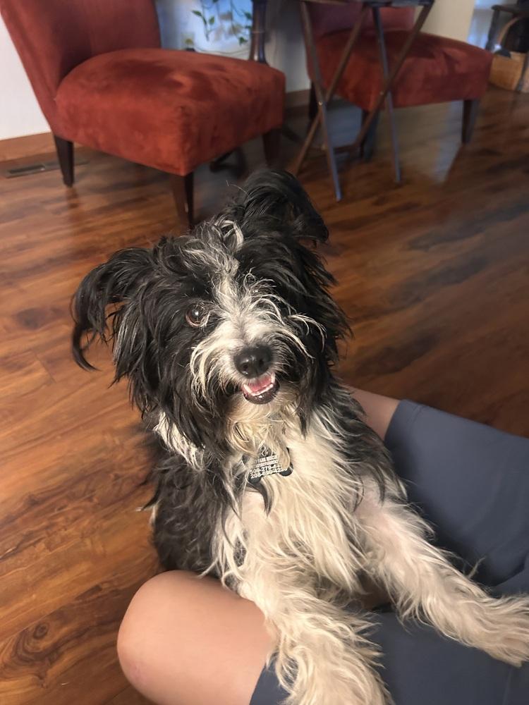 Enlarge Boots, a Adoptable mixed breed in Rathdrum, ID image 2/3