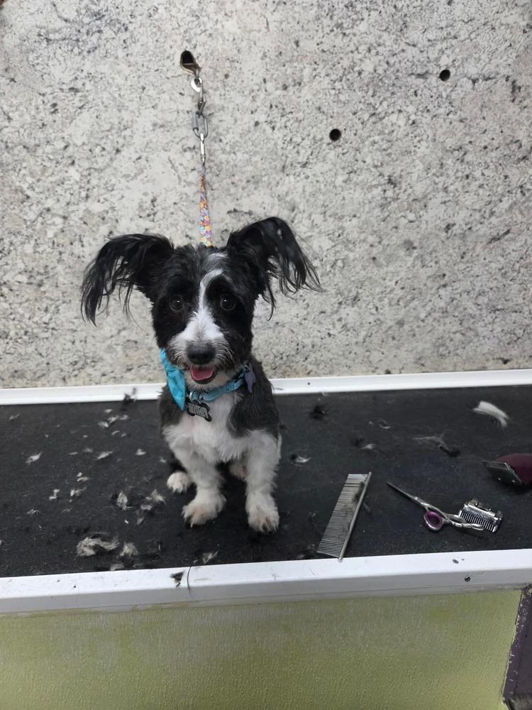 Enlarge Boots, a Adoptable mixed breed in Rathdrum, ID image 3/3