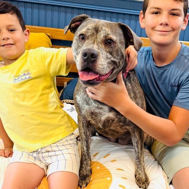 Enlarge Clover Good Luck Girl, a Adoptable mixed breed in Portland, OR image 1/6